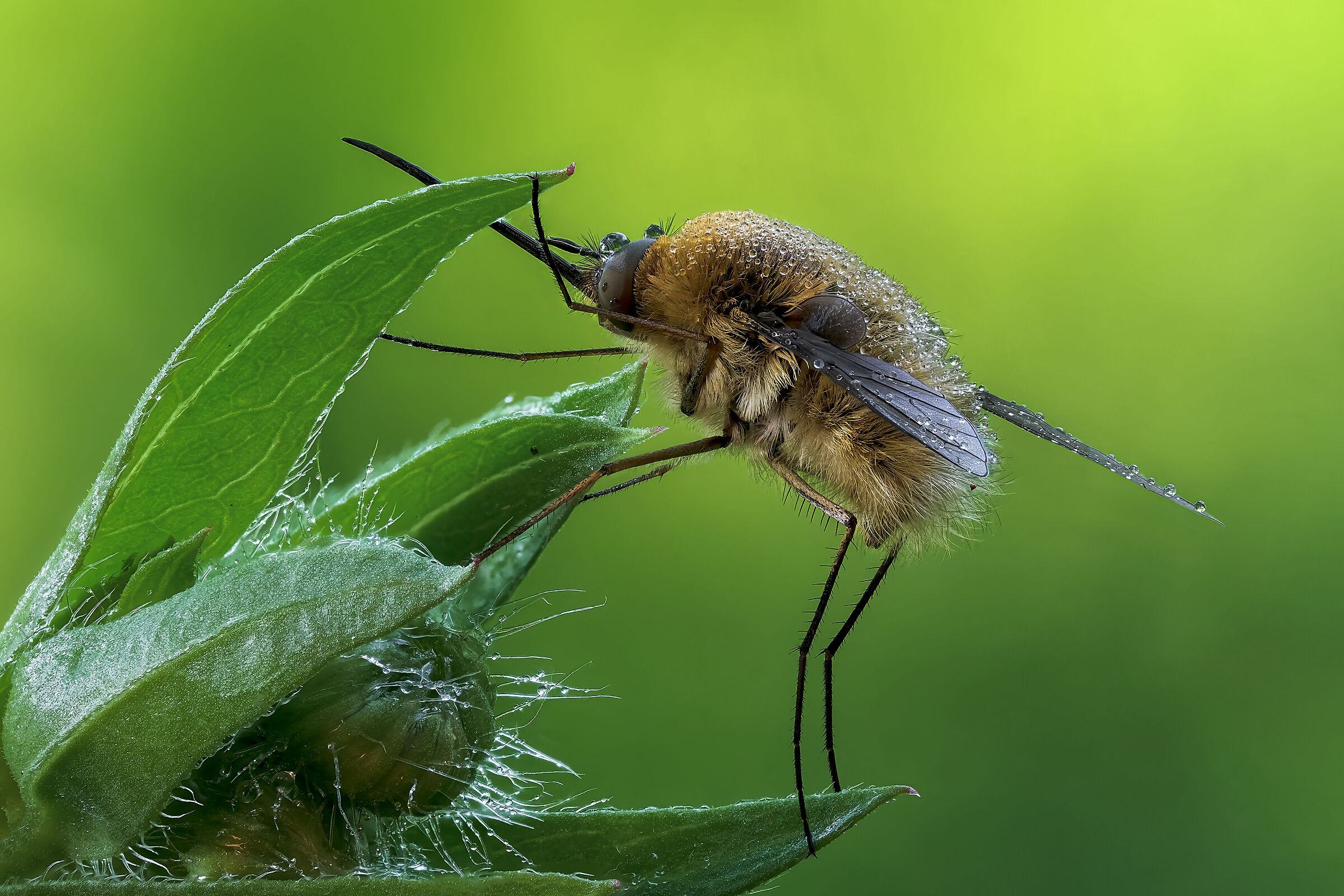 Bombylius minor