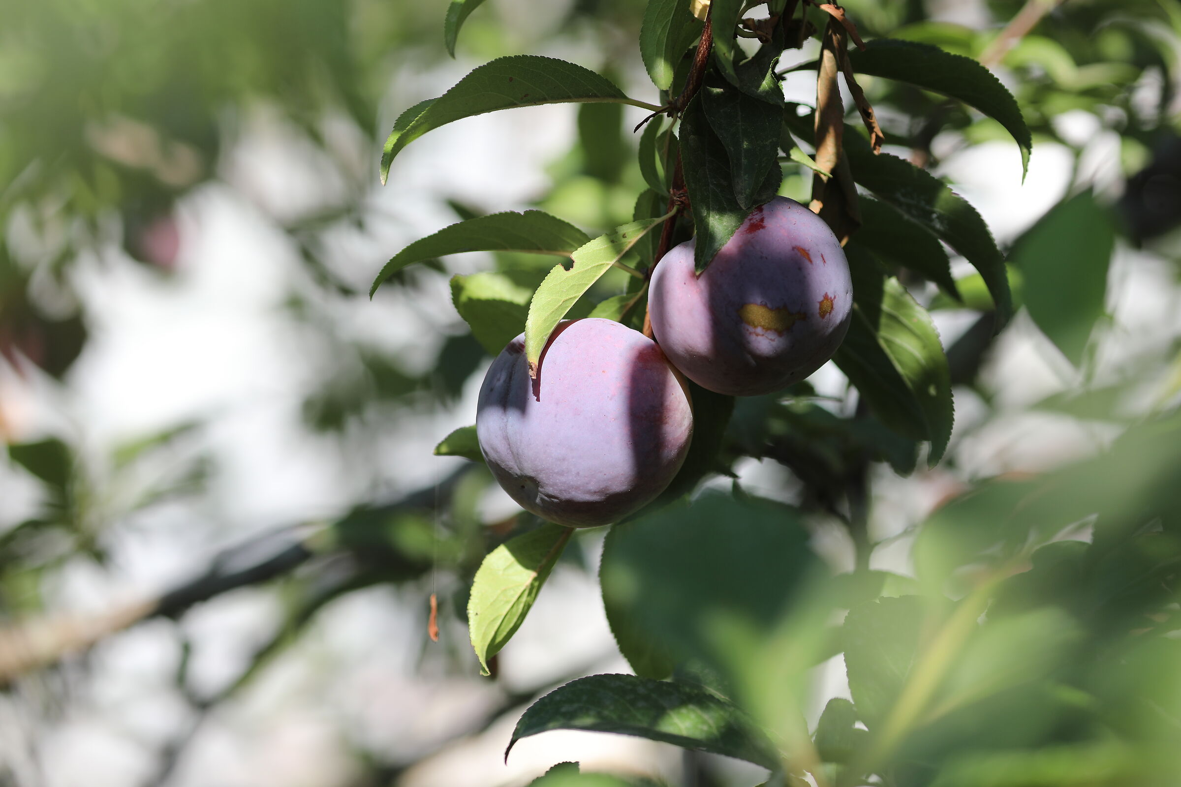 " Crop 189 ", Canon 135 F. 2 L Usm+ TC 1.4 iii, 5 ...