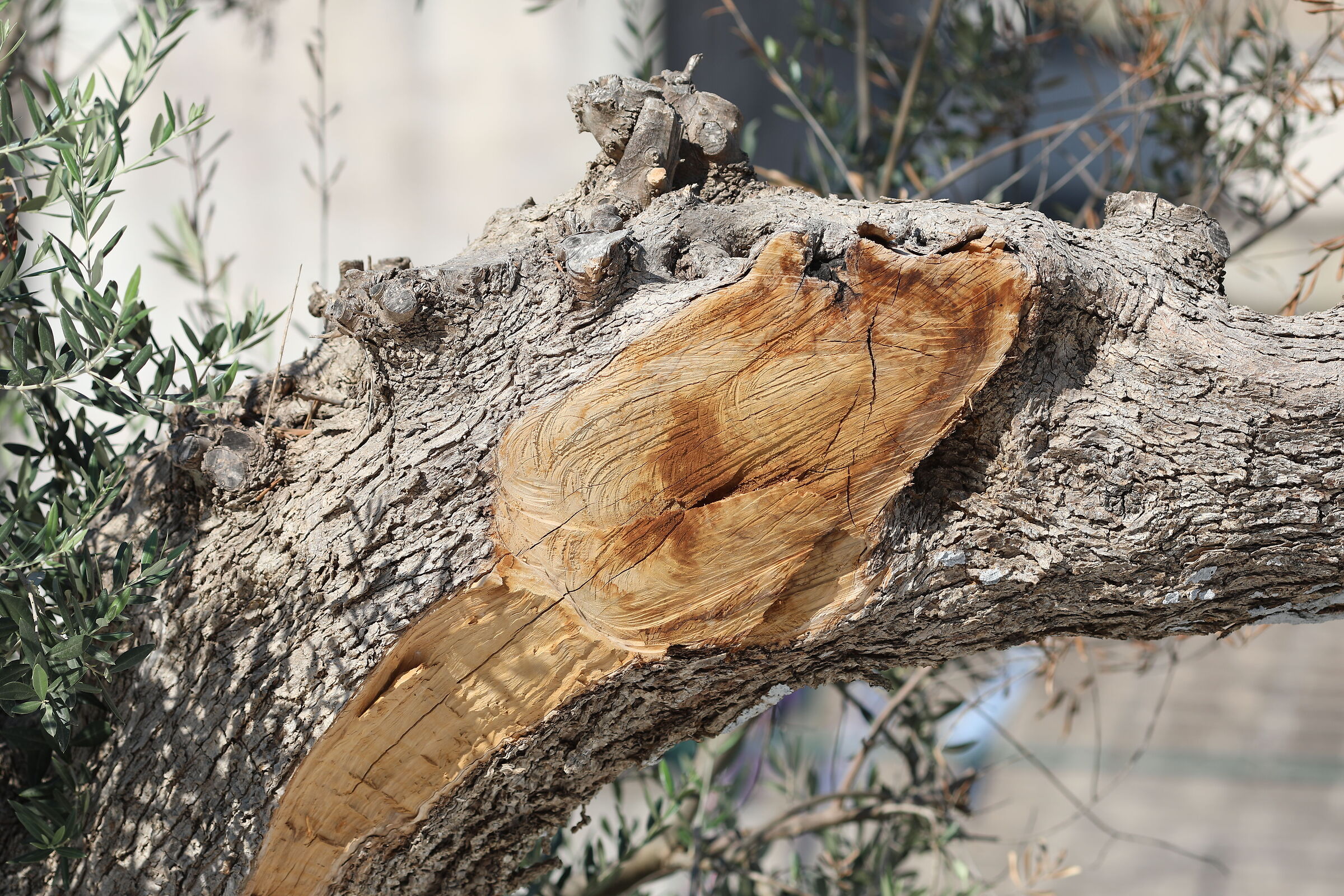 " Crop 189 ", Canon 135 F. 2 L Usm+ TC 1.4 iii, 5 ...