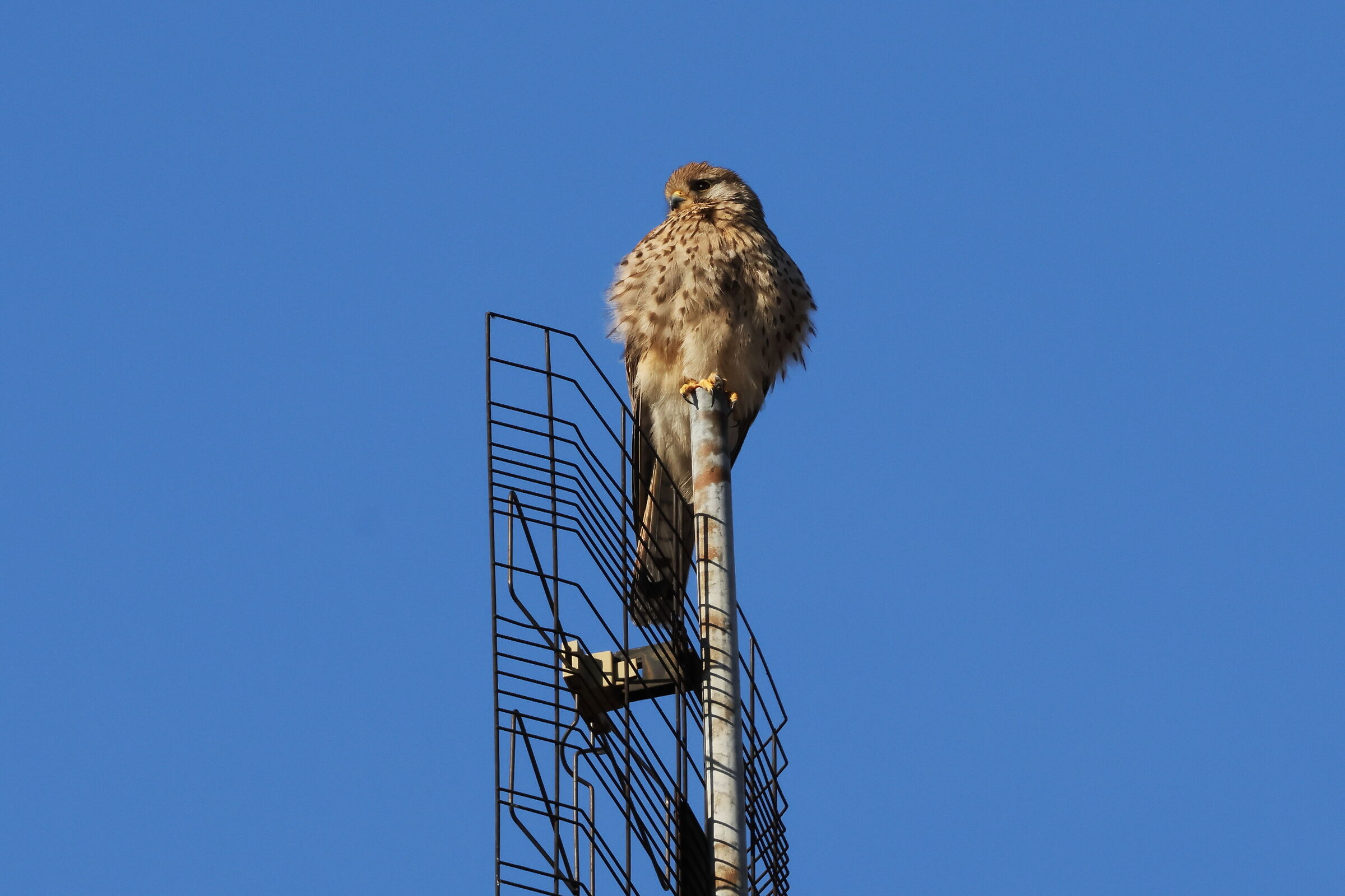 Teledependent Kestrel