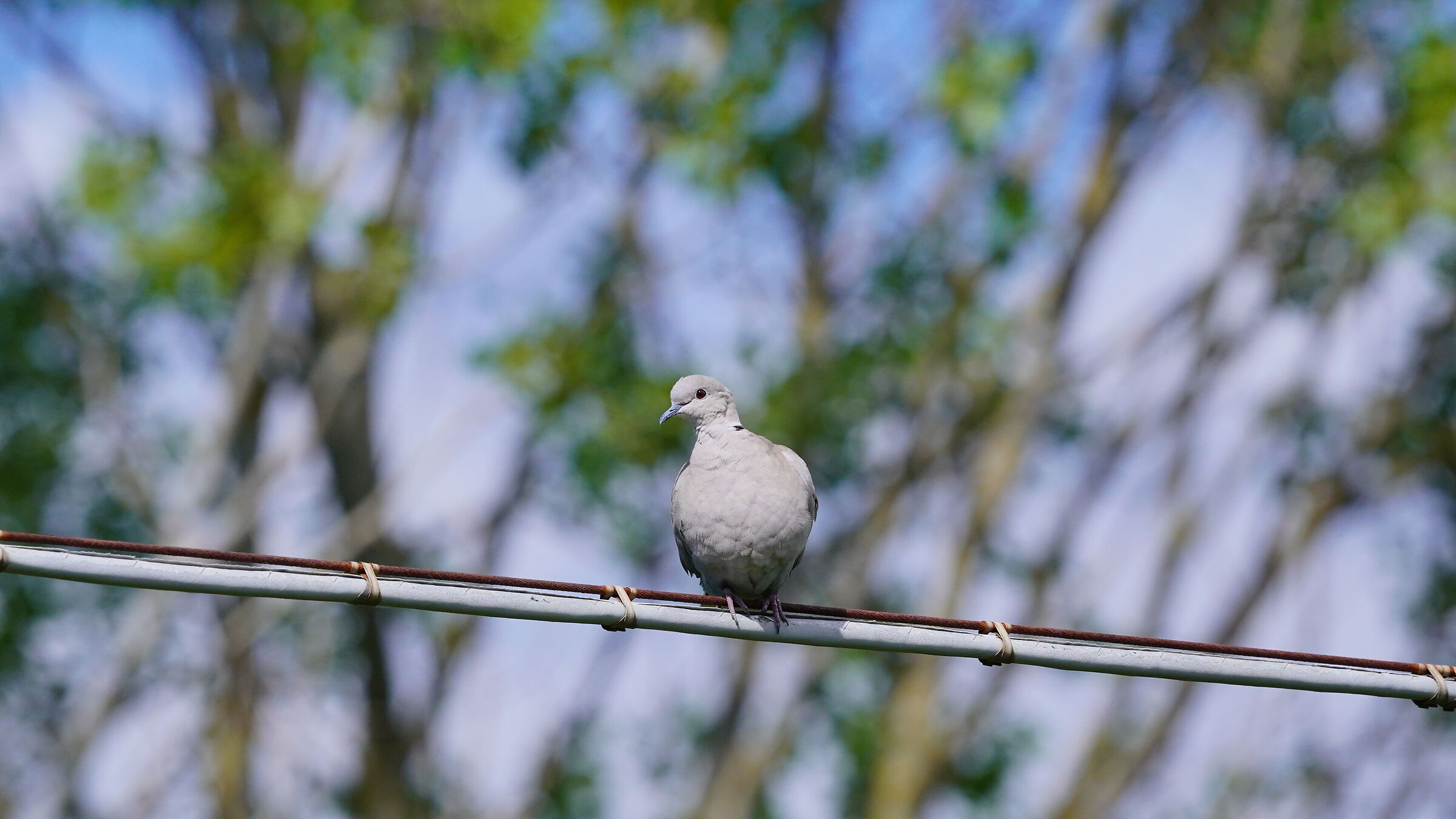 Turtle dove