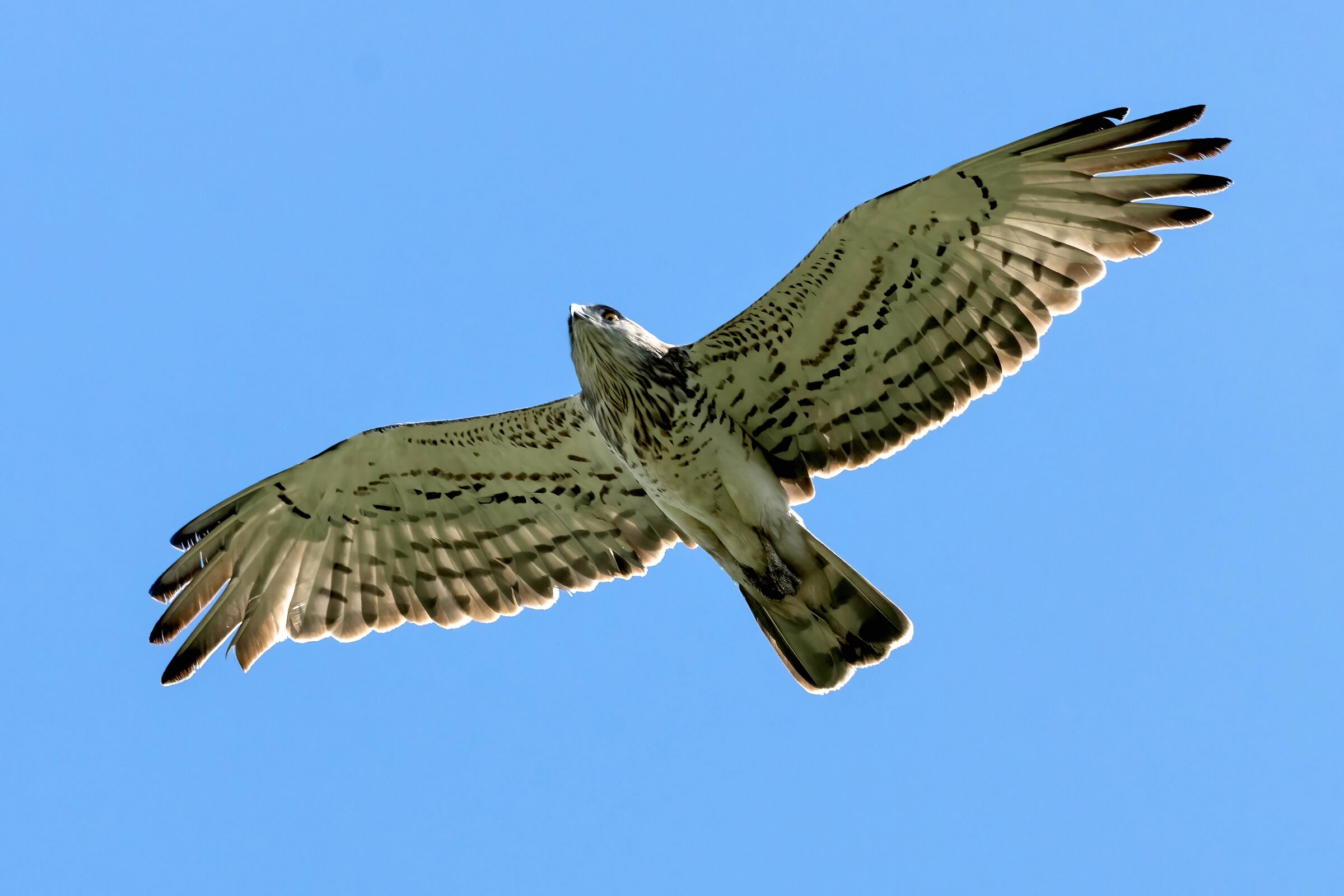 Short-toed Eagle (Circaetus gallicus)