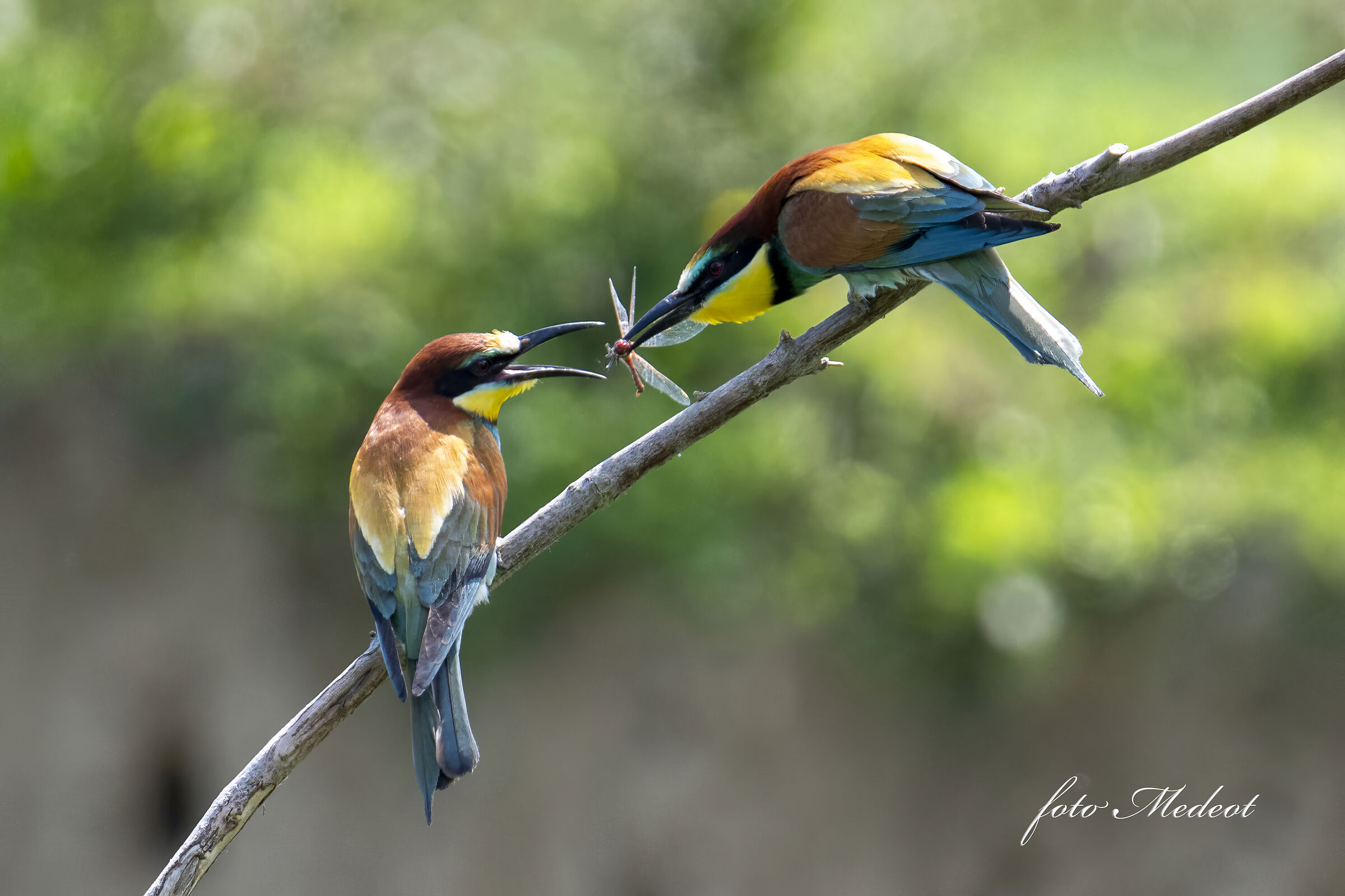 Bee-eaters, the gift of the dragonfly