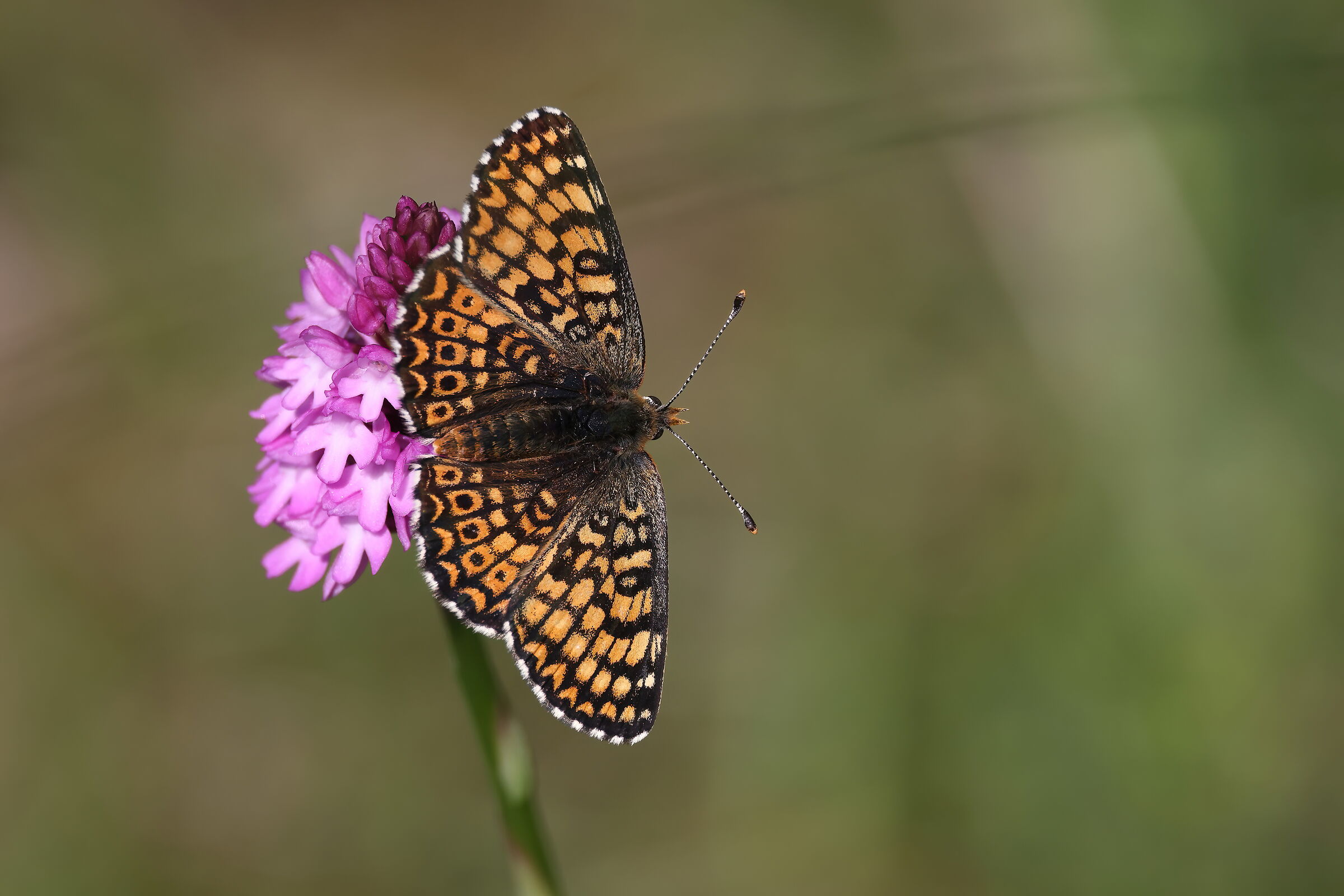 Melitea cinxia