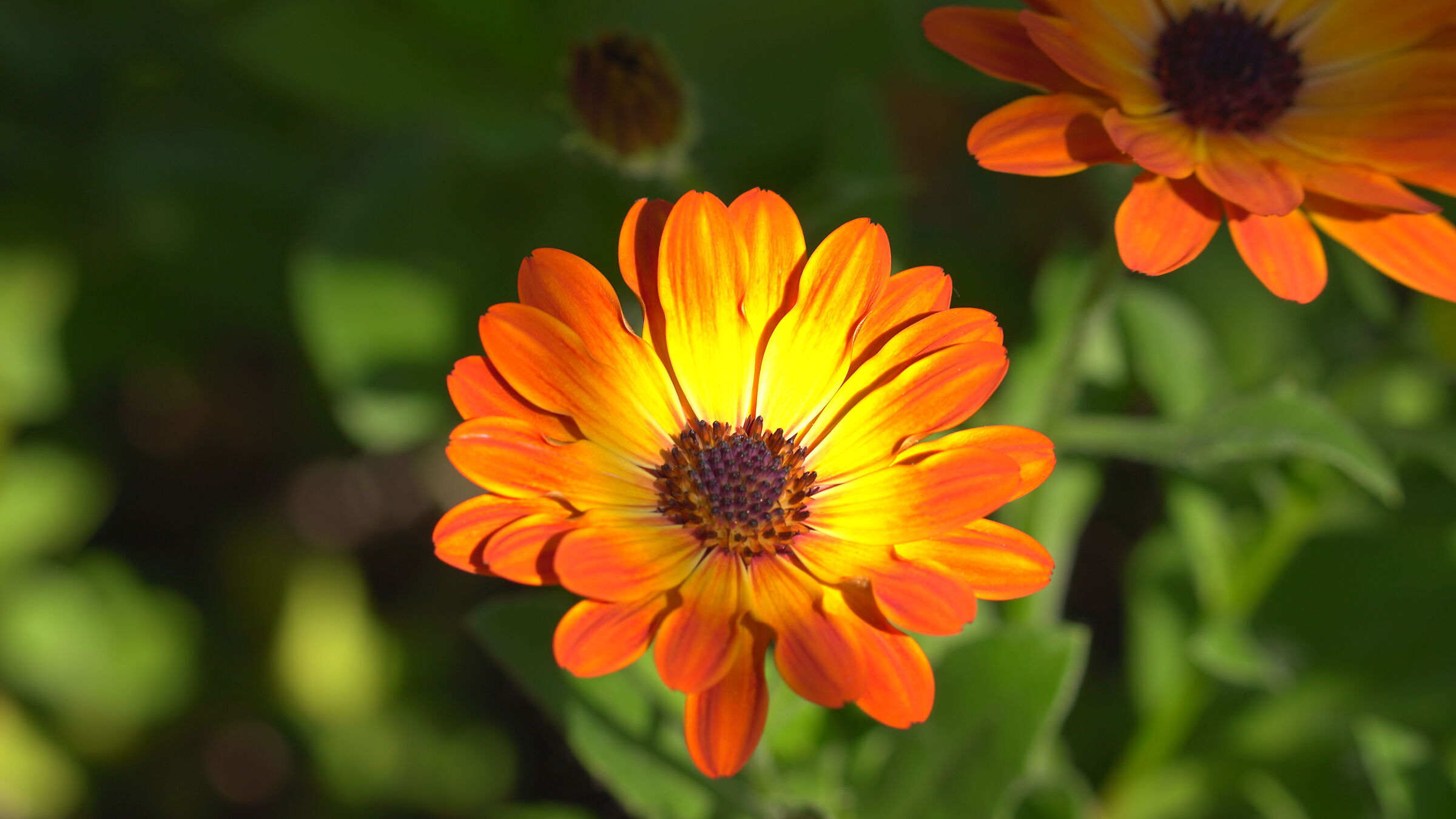 Macro tests with supertele