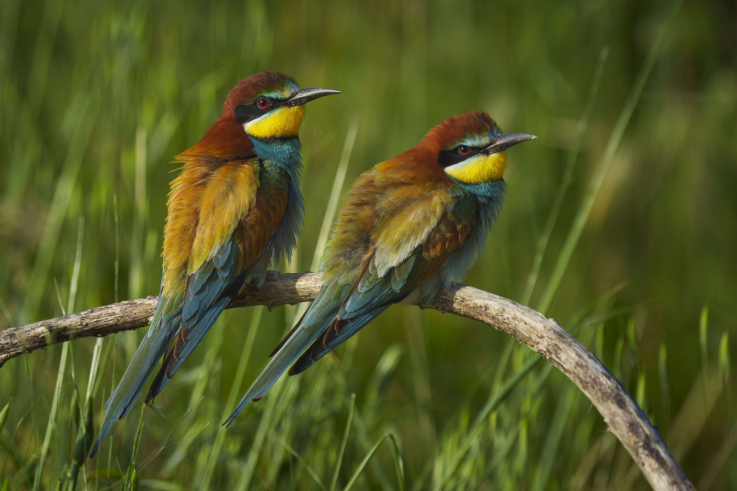 The pair of bee-eaters