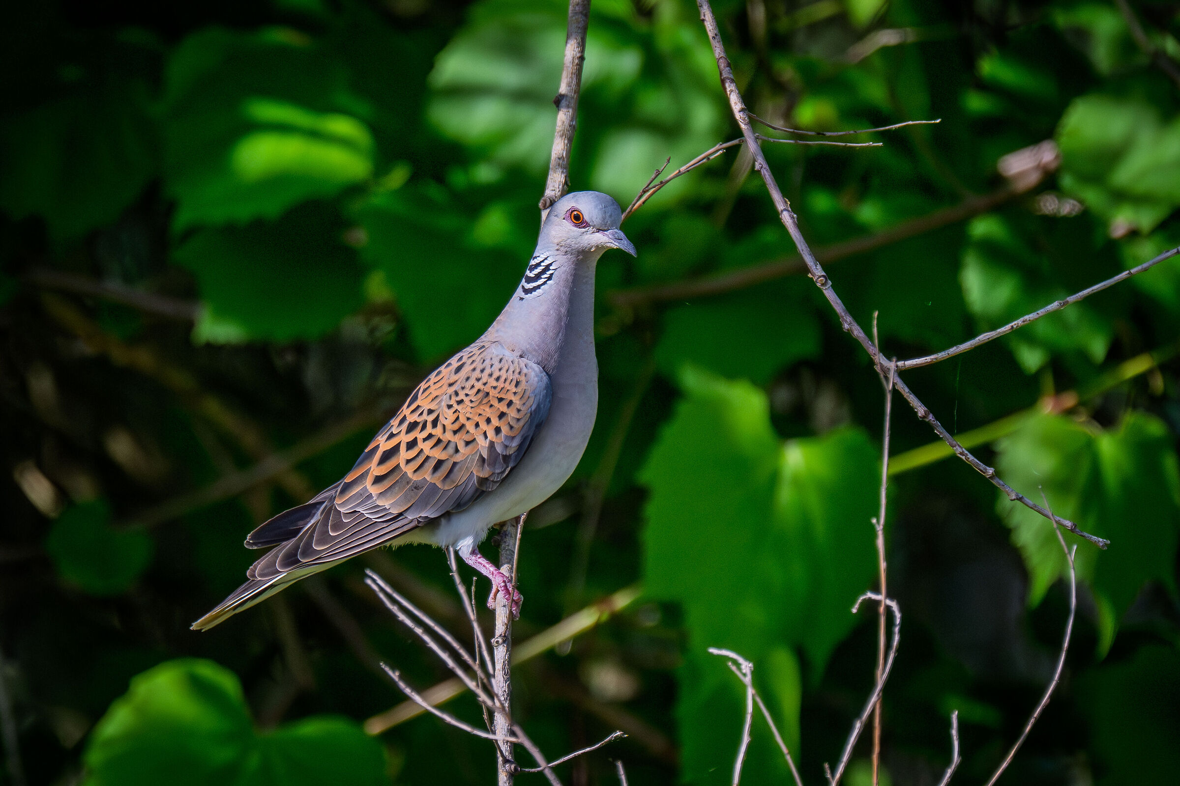 Turtledove