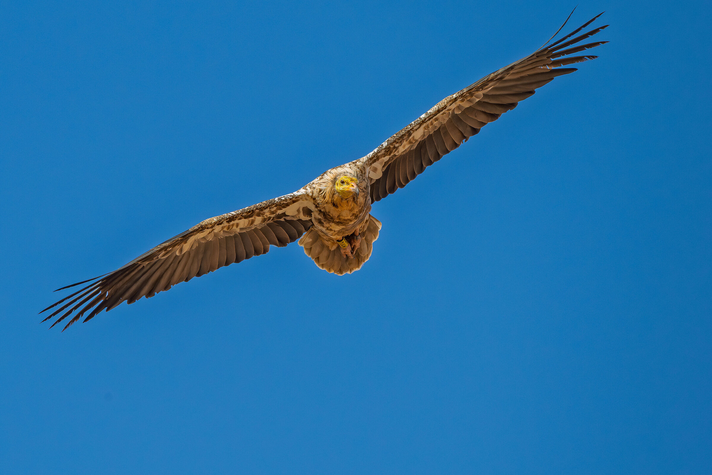 Insular Egyptian vulture (ssp majorensis) 3cy