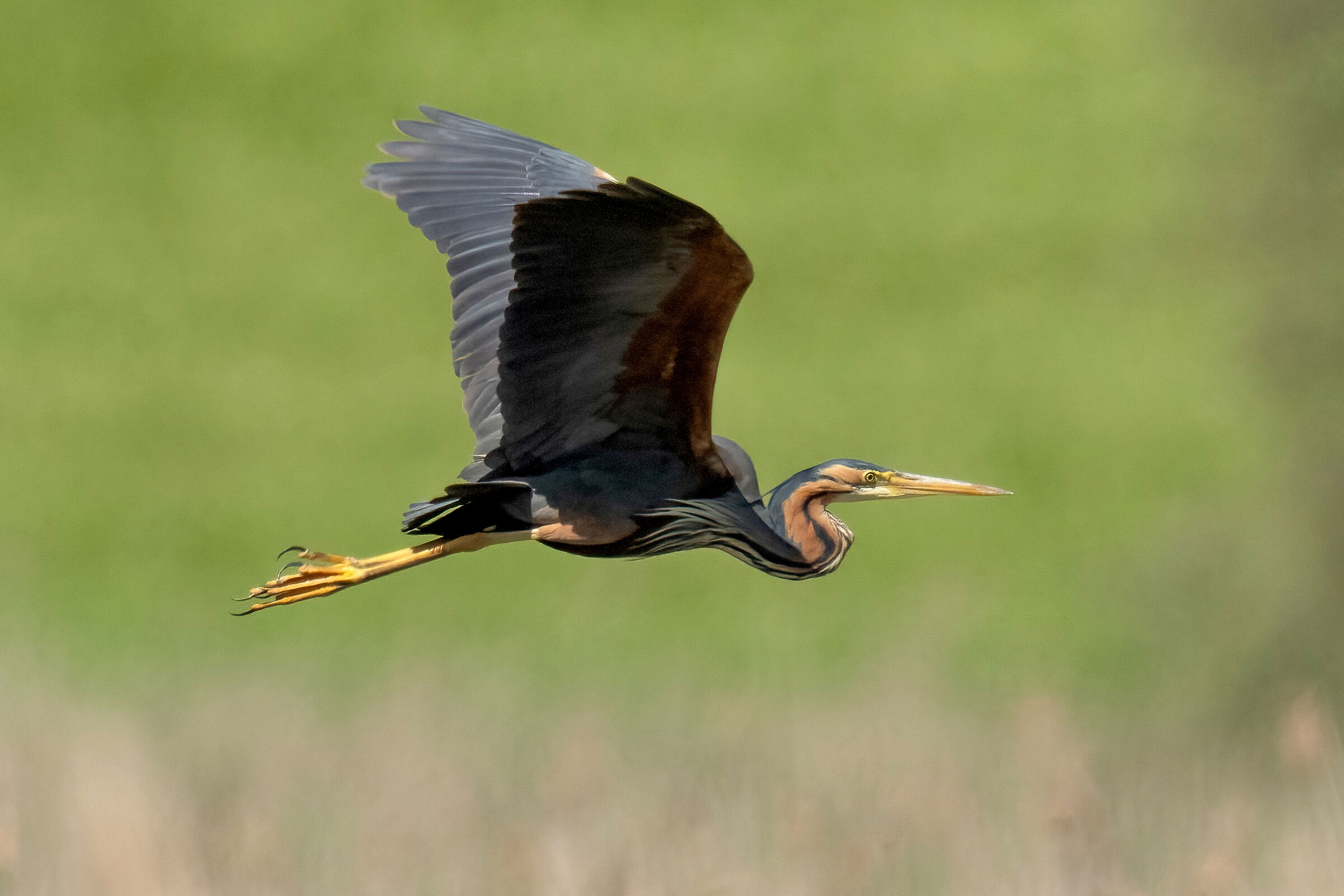 Airone rosso (Ardea purpurea)