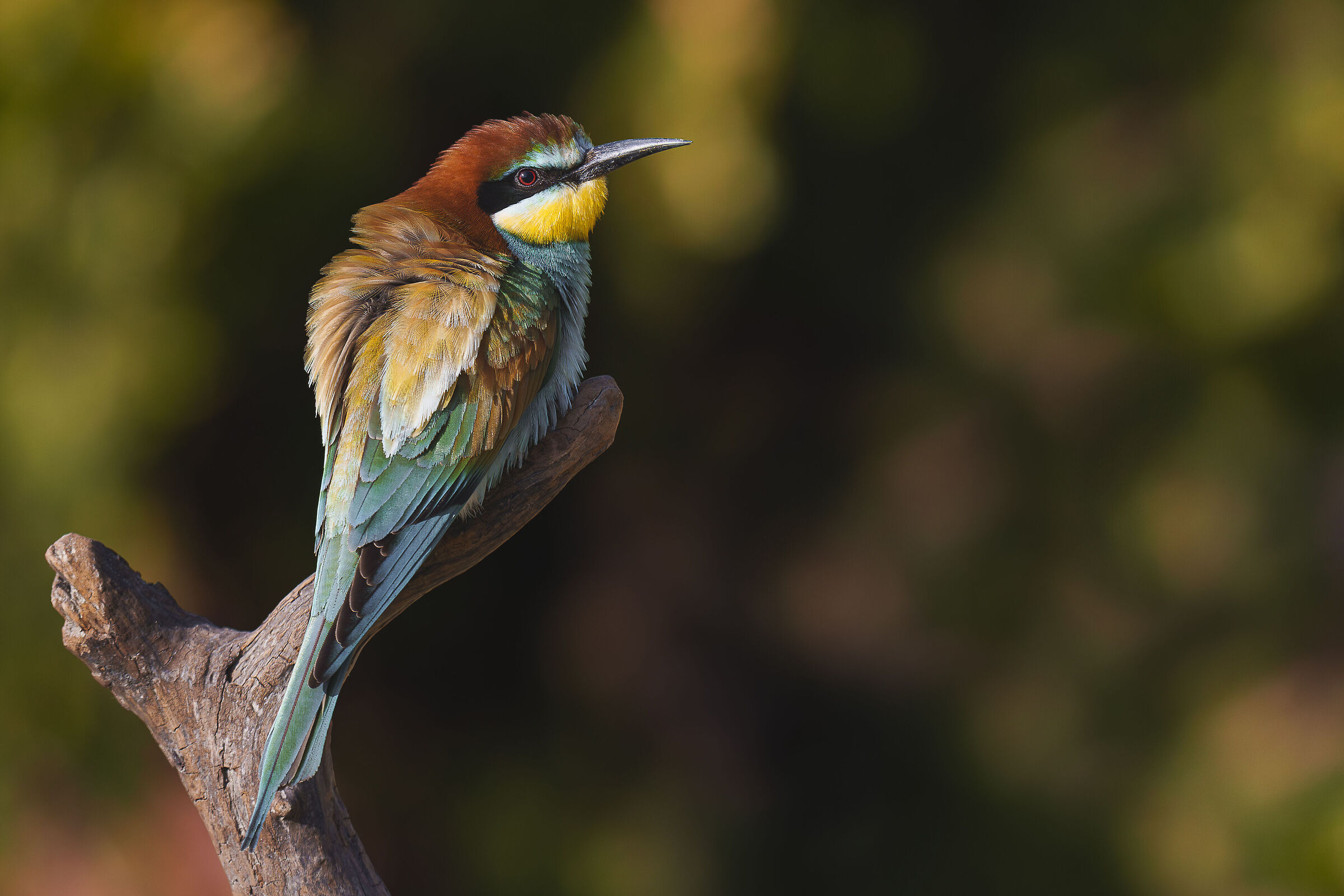 bee-eater