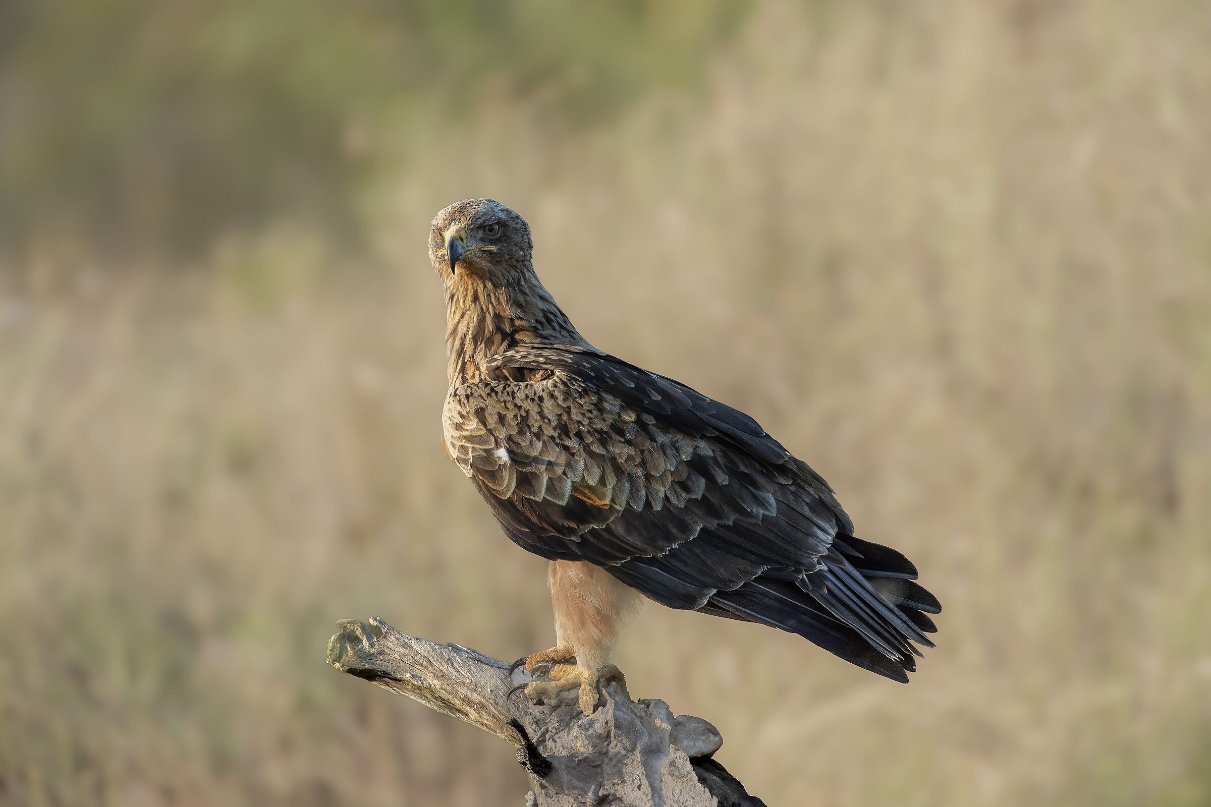 Tawny eagle