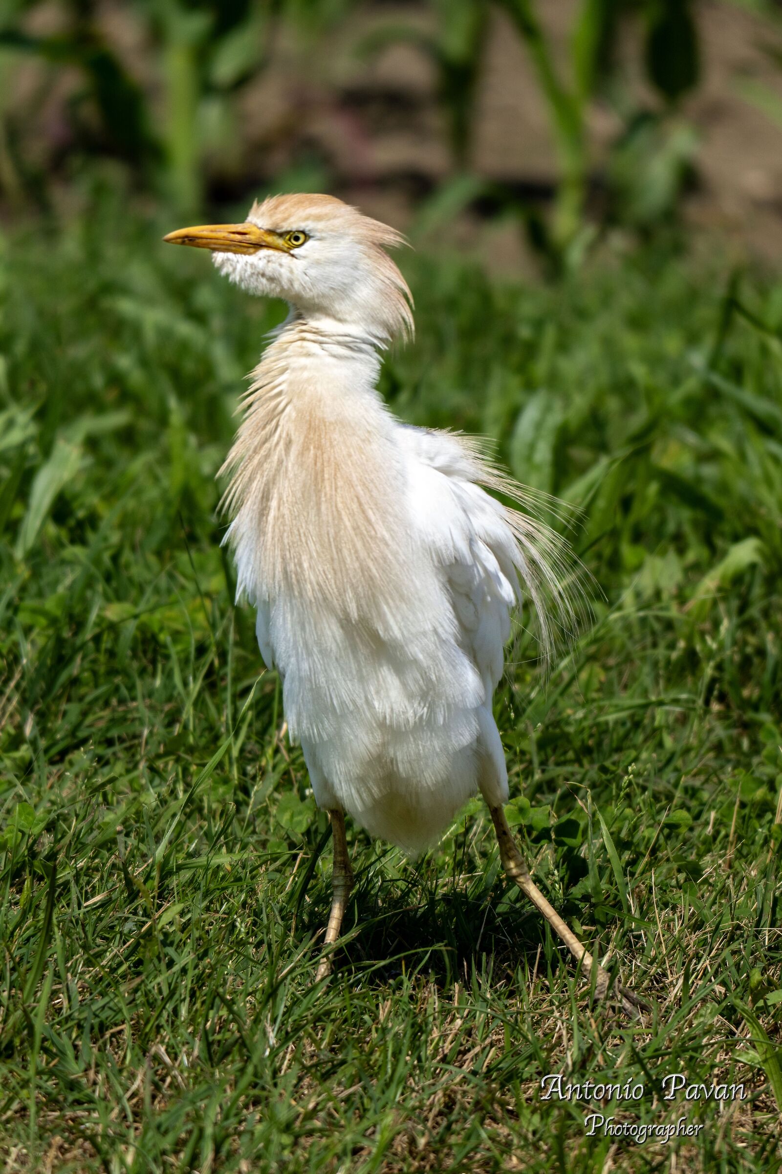 Cattle Egret (Bubulcus ibis)