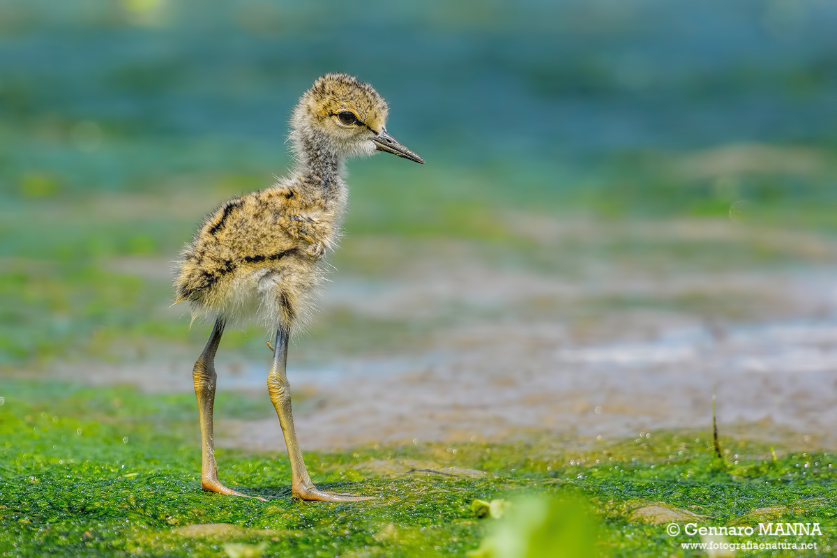 Cavaliere d'Italia (Himantopus himantopus)