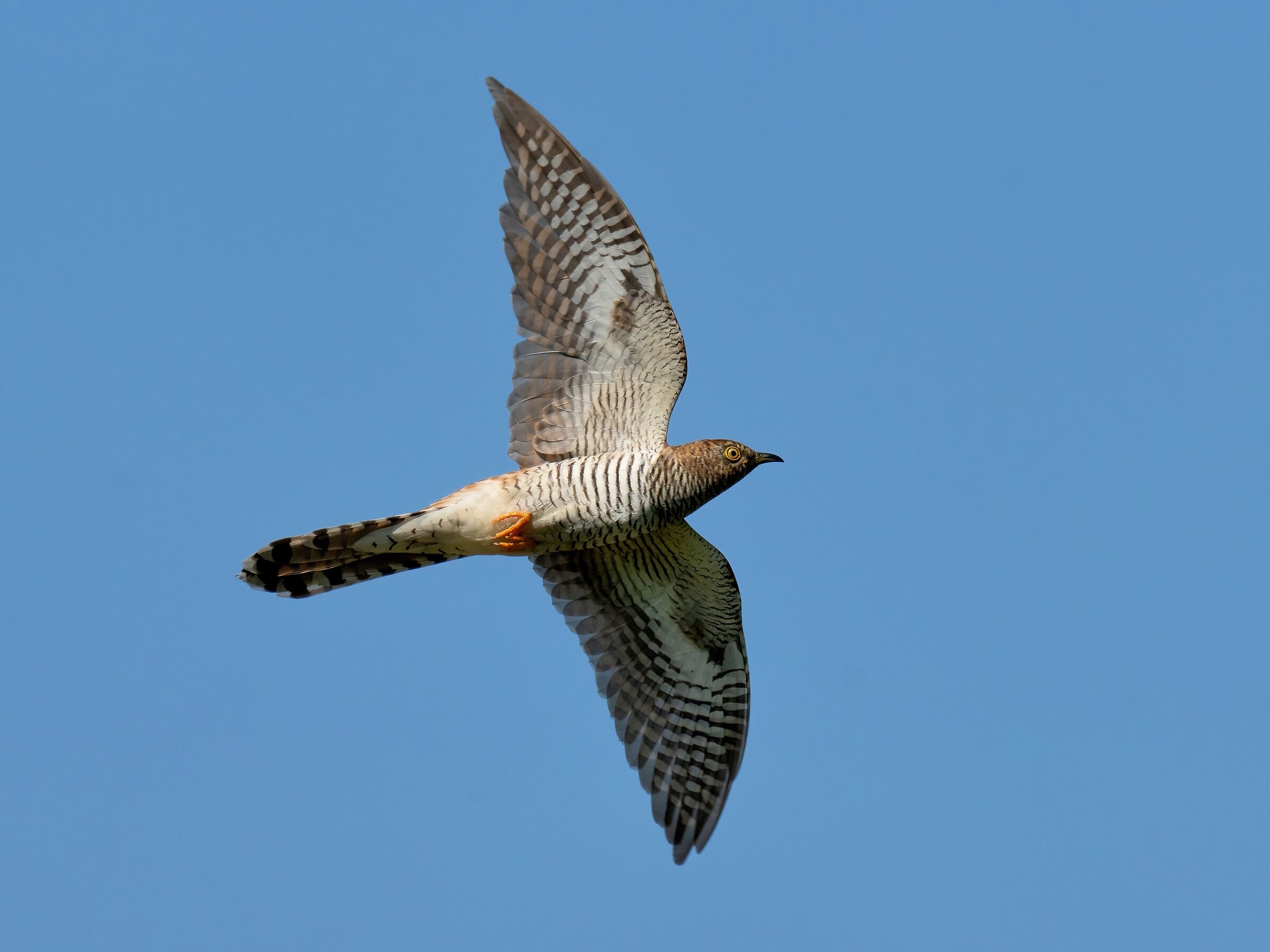 Cuculo (Cuculus canorus) Femmina