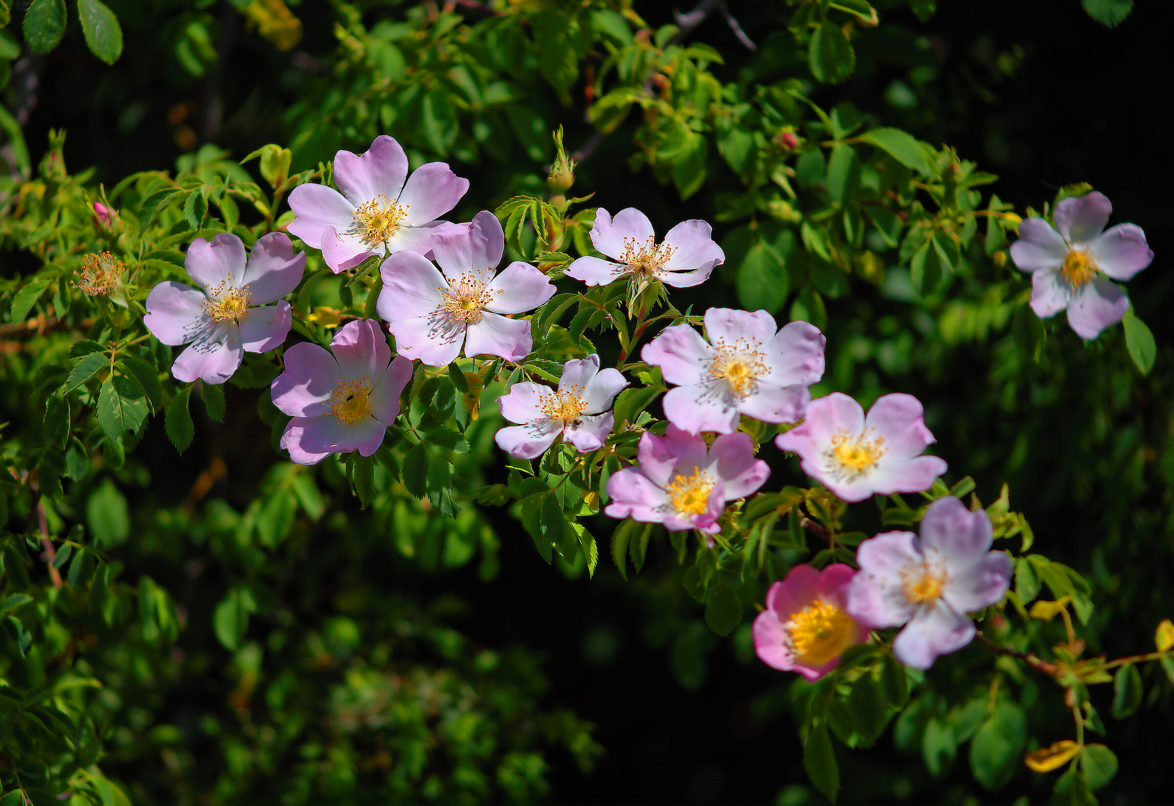 Rosa canina