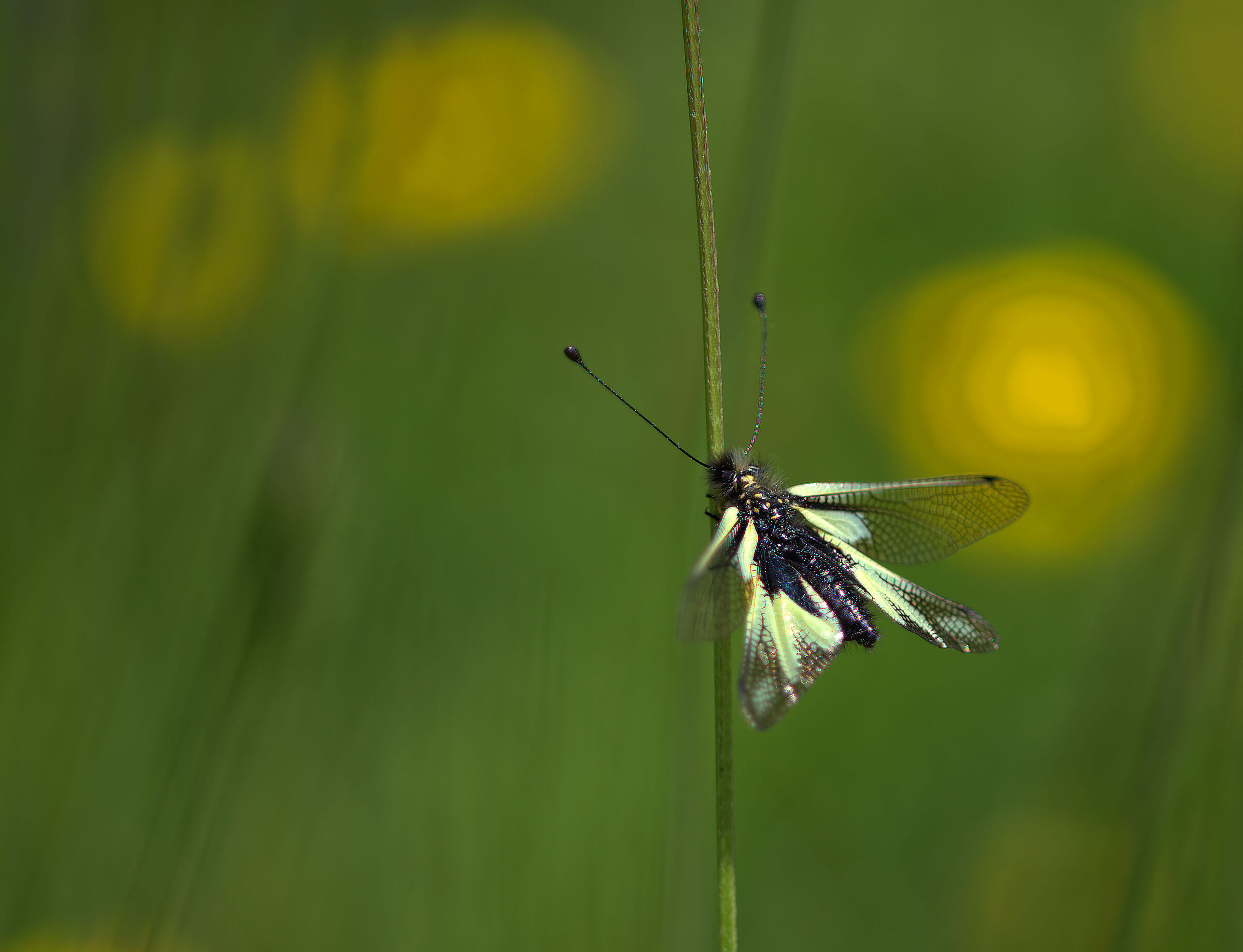 Libelloides coccajus
