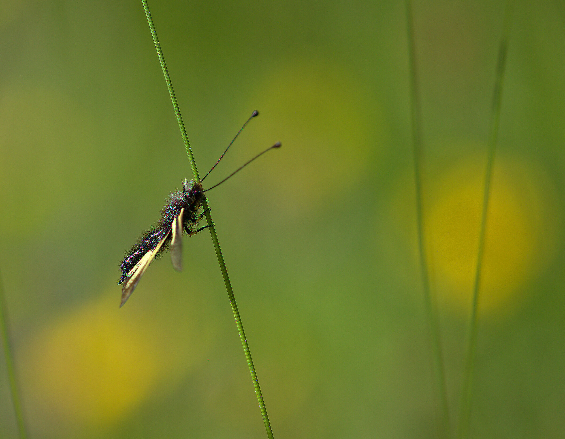 Libelloides coccajus