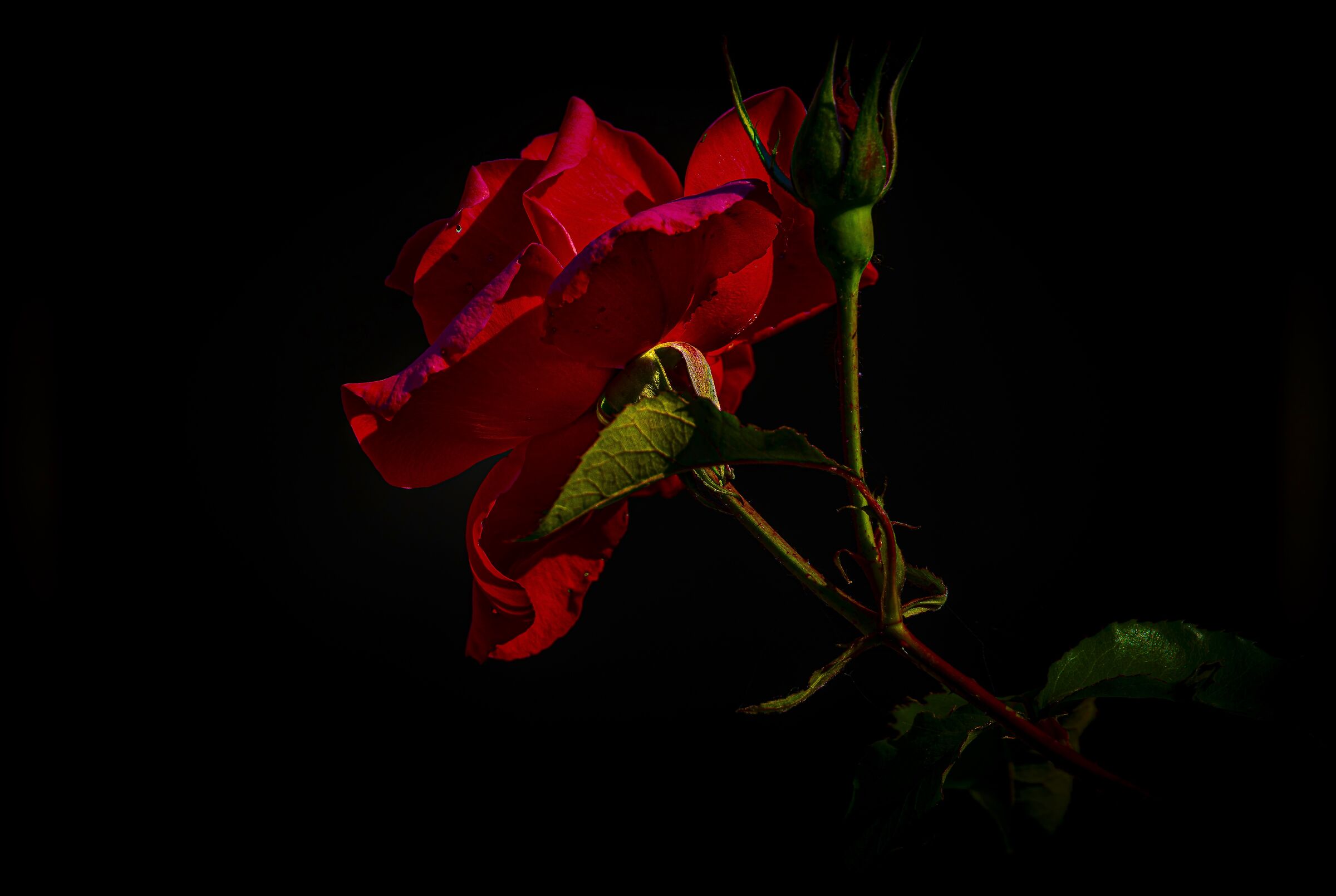 Controluce di una rosa