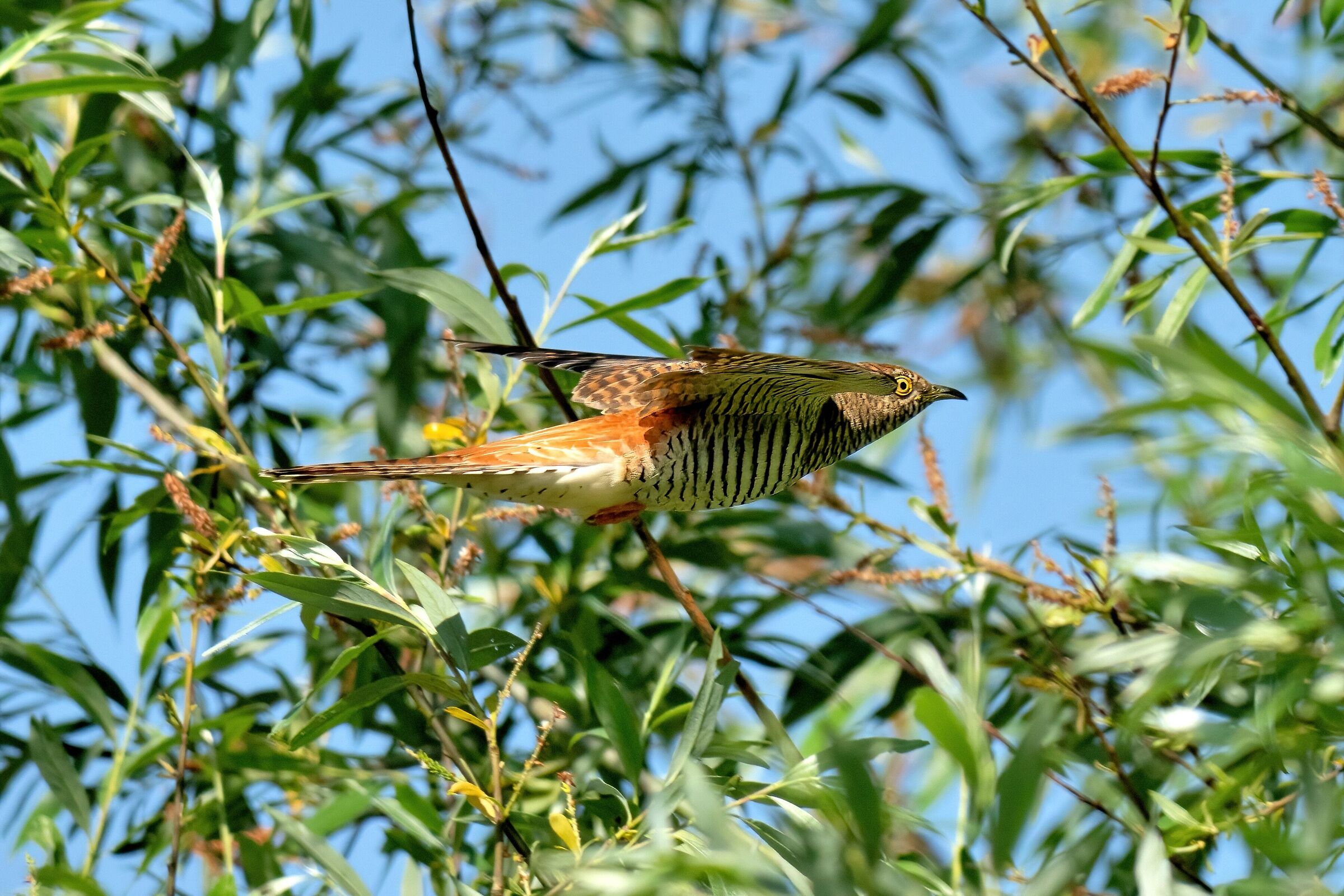 Una saetta in volo tra i rami - Cuculo femmina