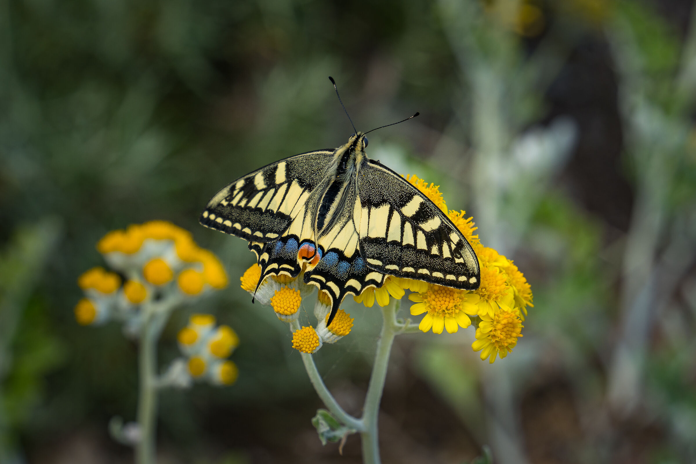 Papilio machaon