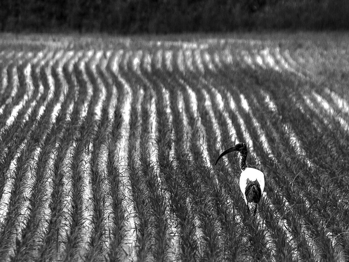 Sacred ibis in the paddy field