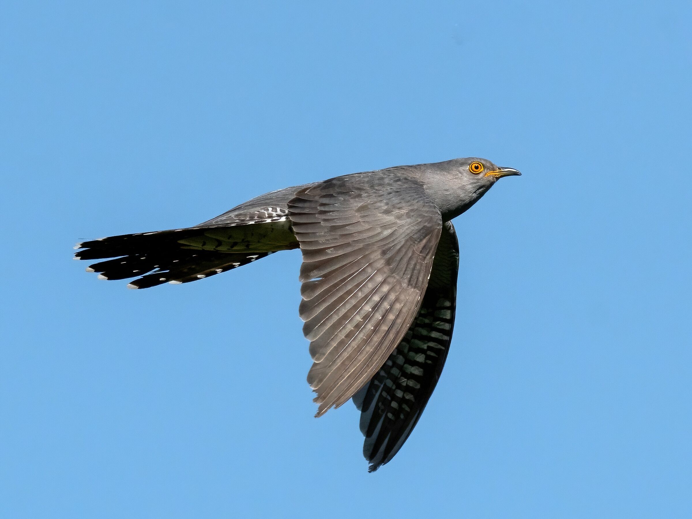Cuculo (Cuculus canorus) male