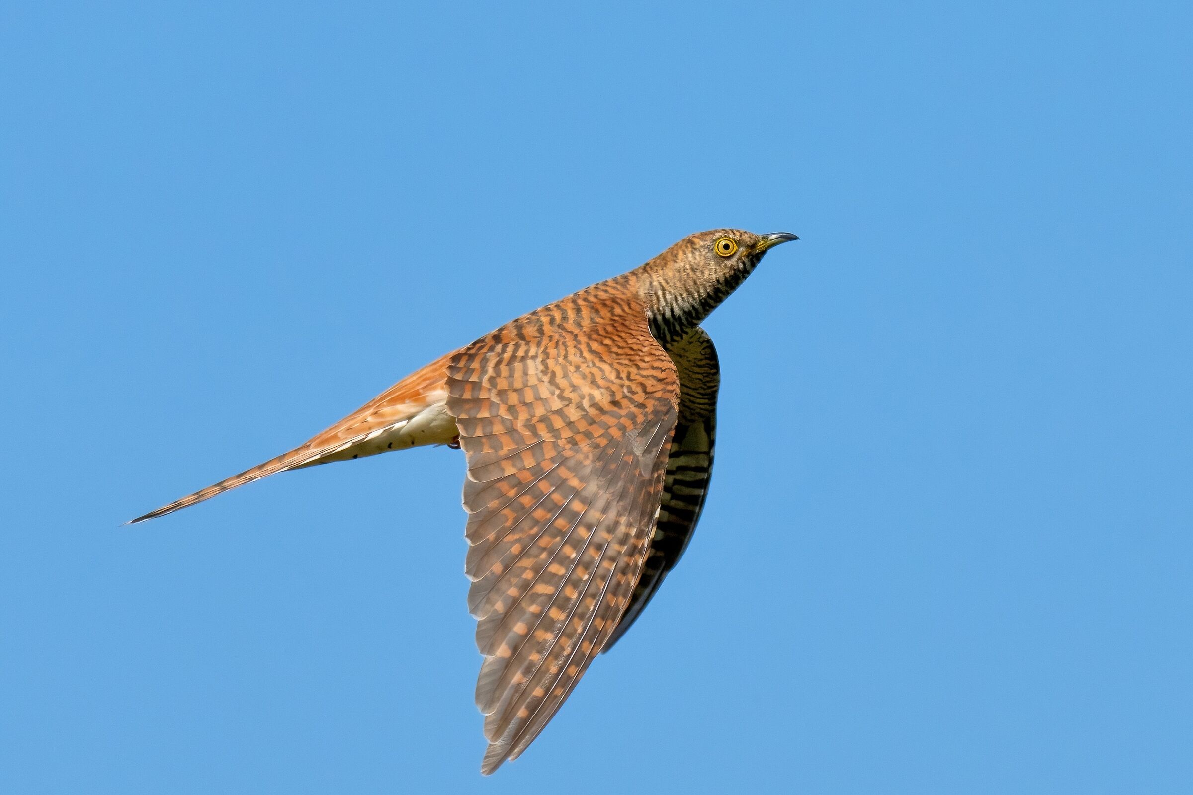 Cuculo (Cuculus canorus) female