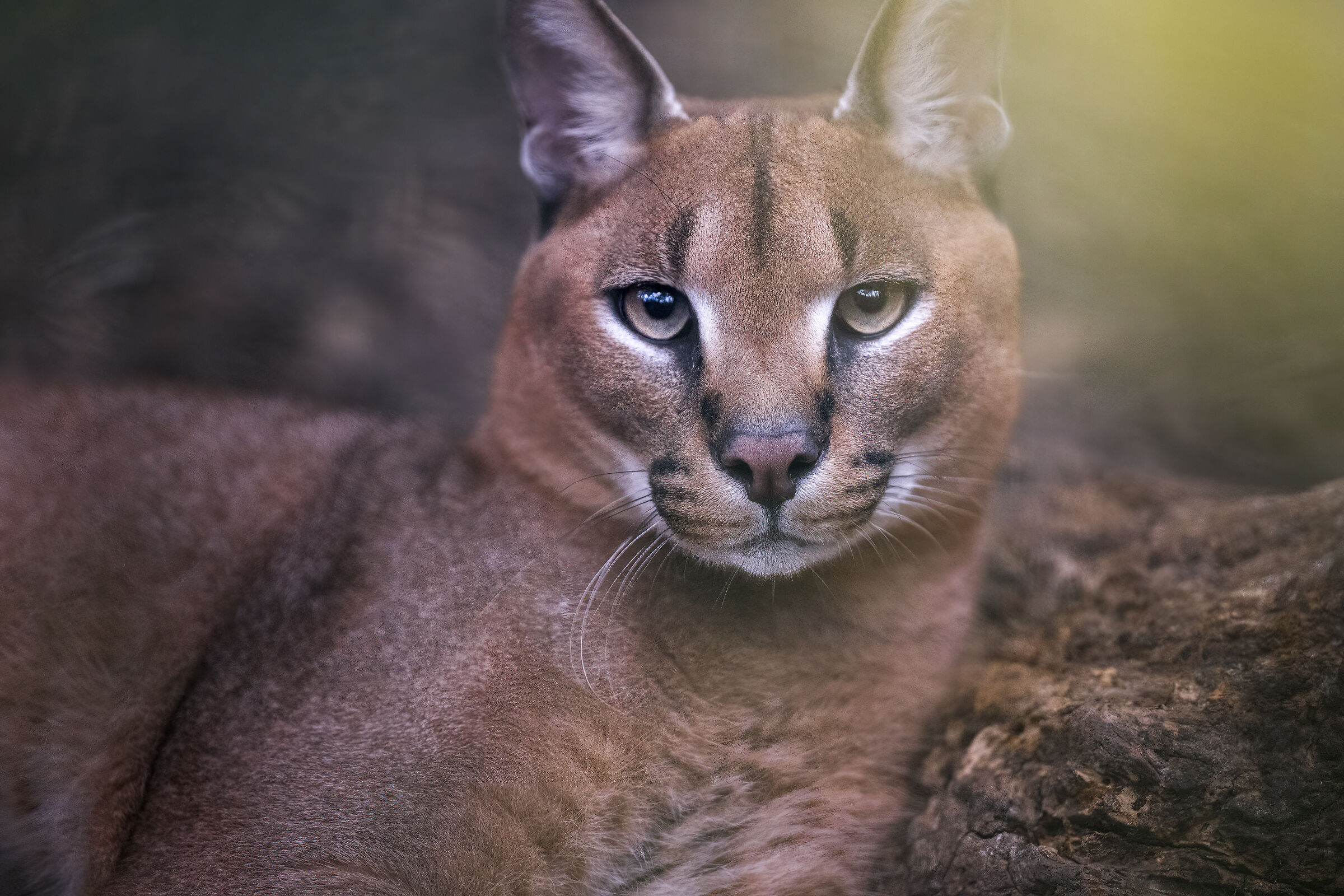 Caracal