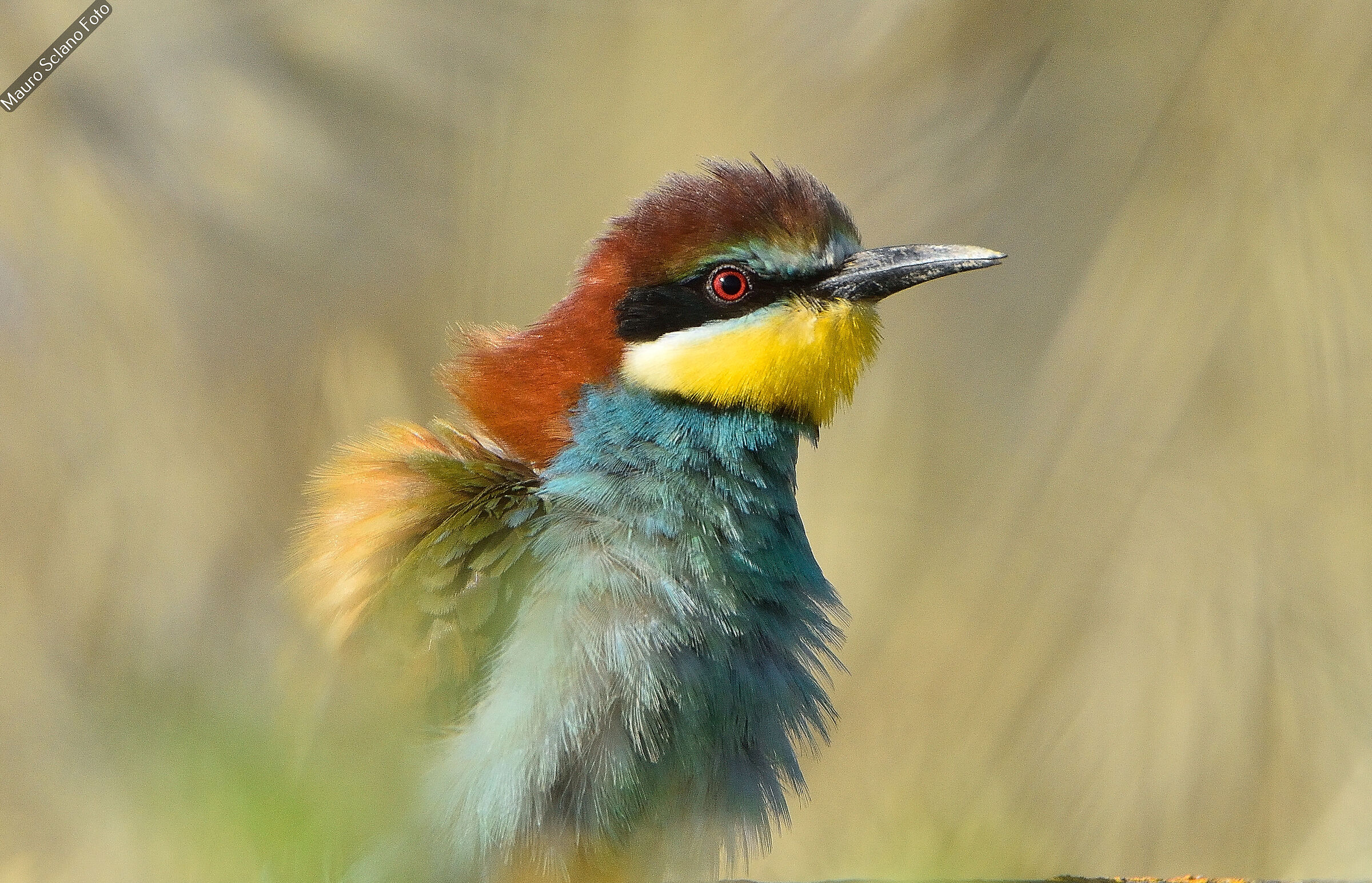 Bee-eater