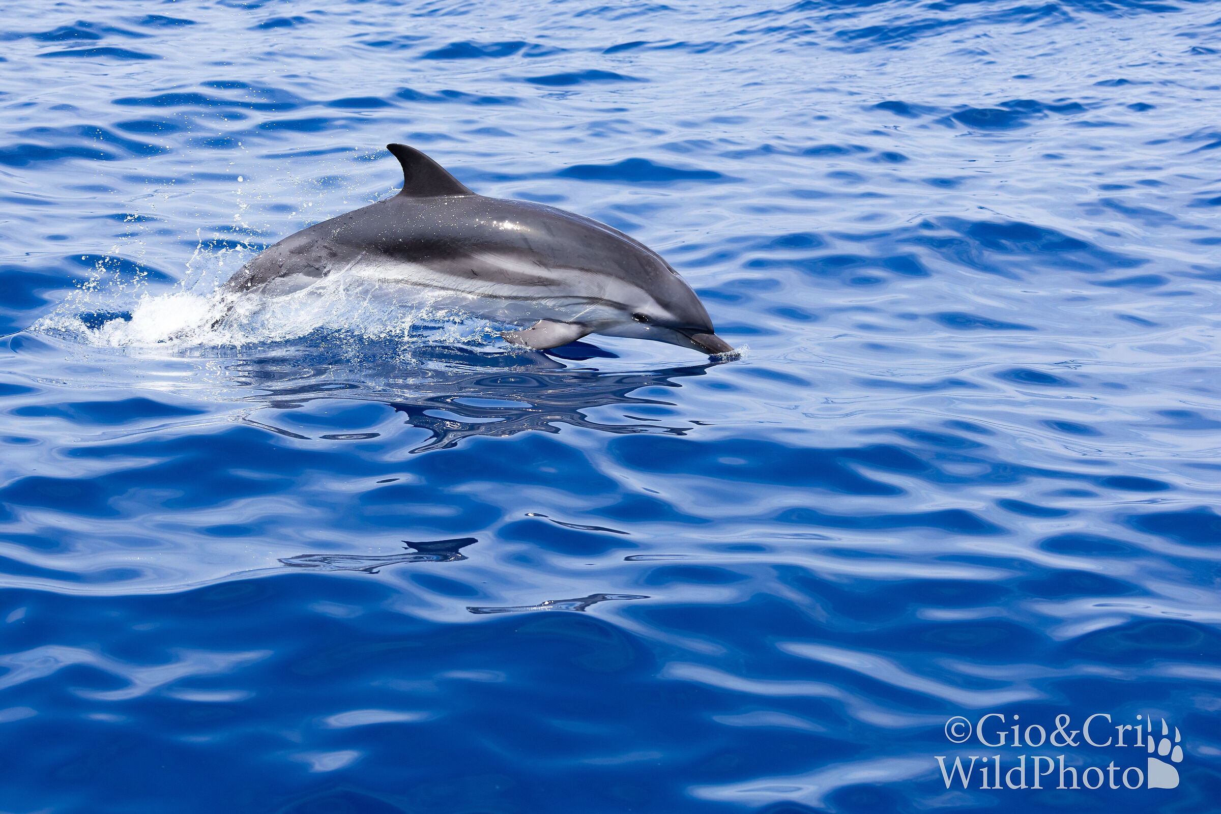 Dolphin