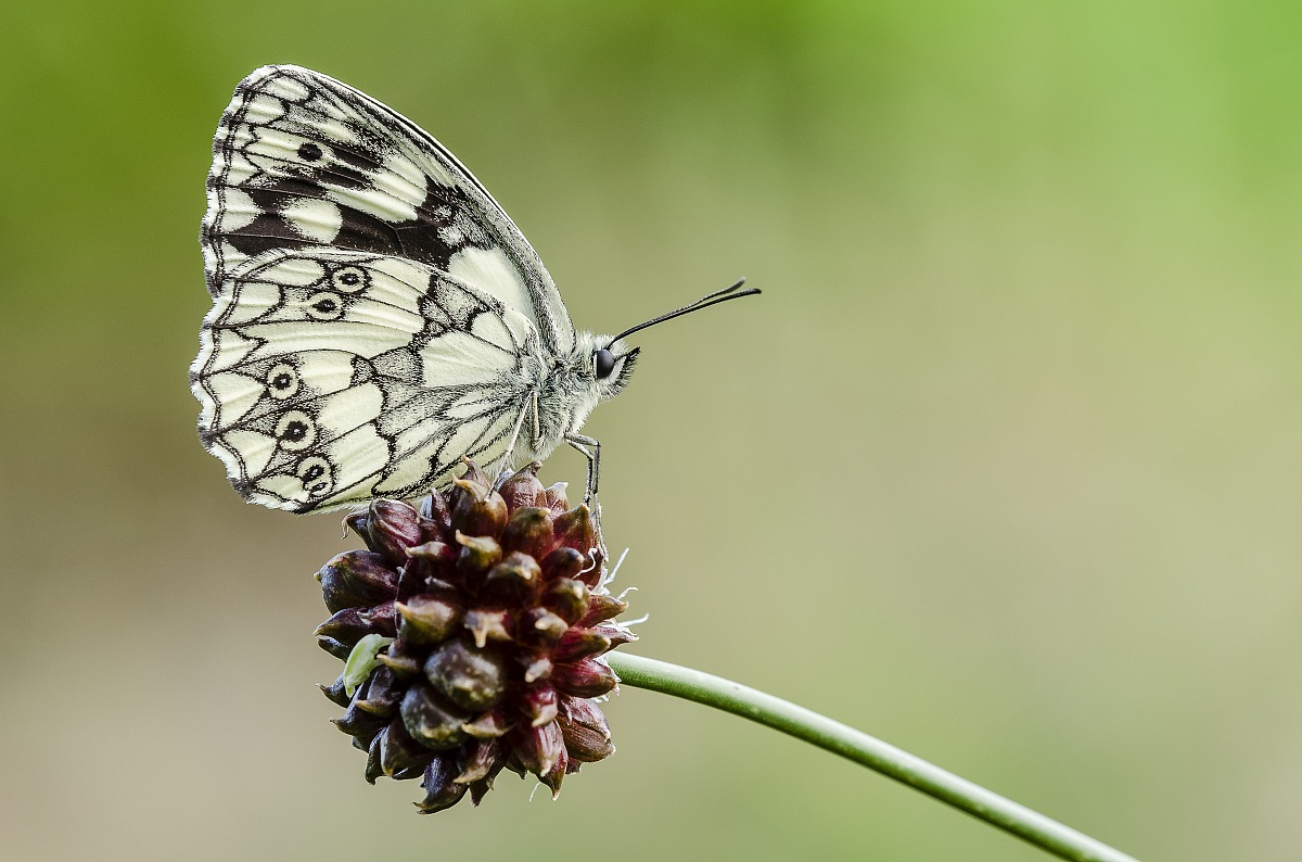 Melanargia Galathea