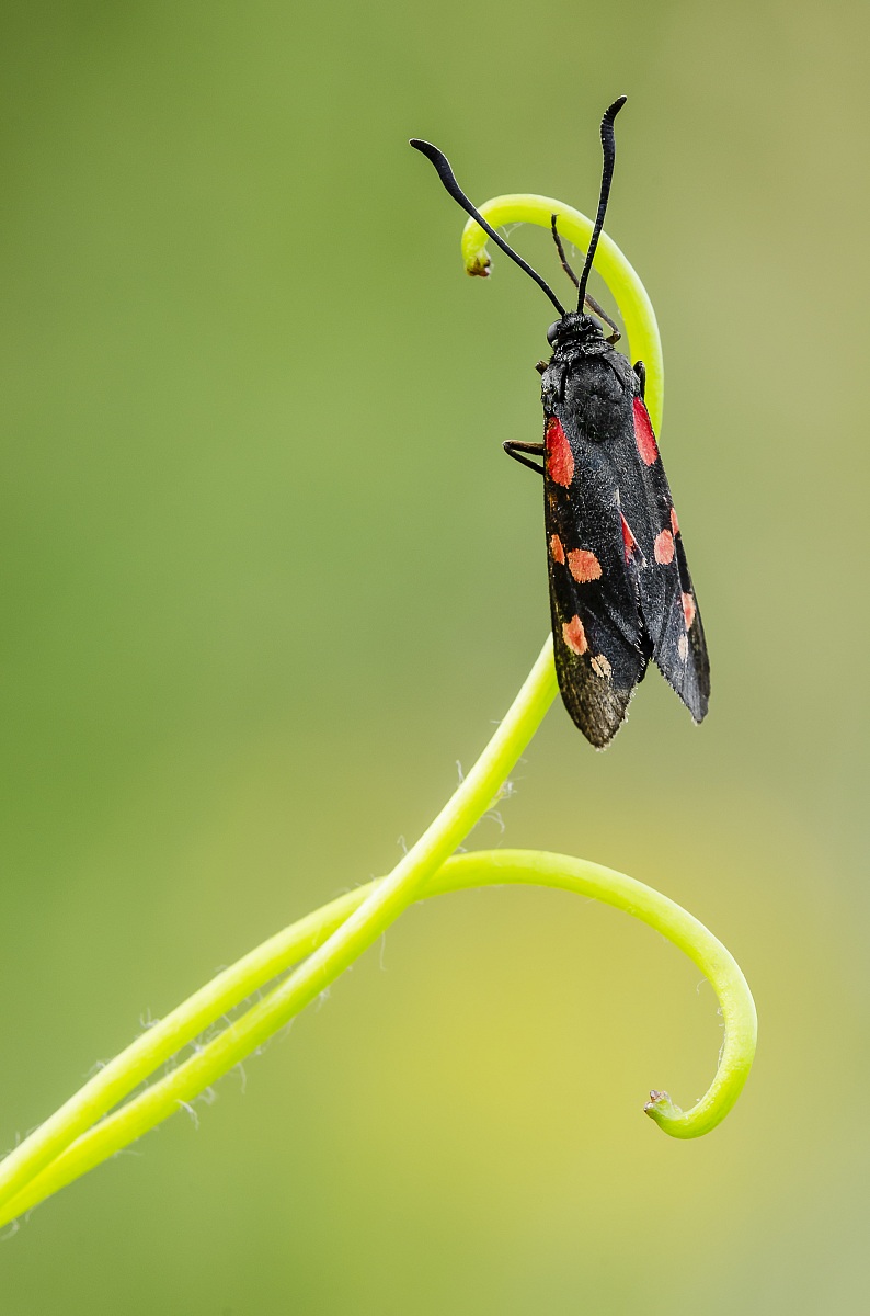 Zygaena