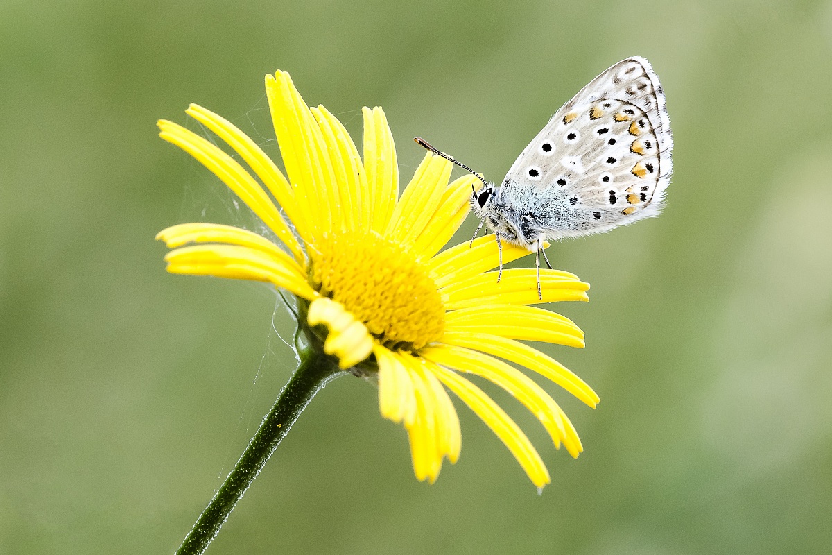Polyommatus Icarus
