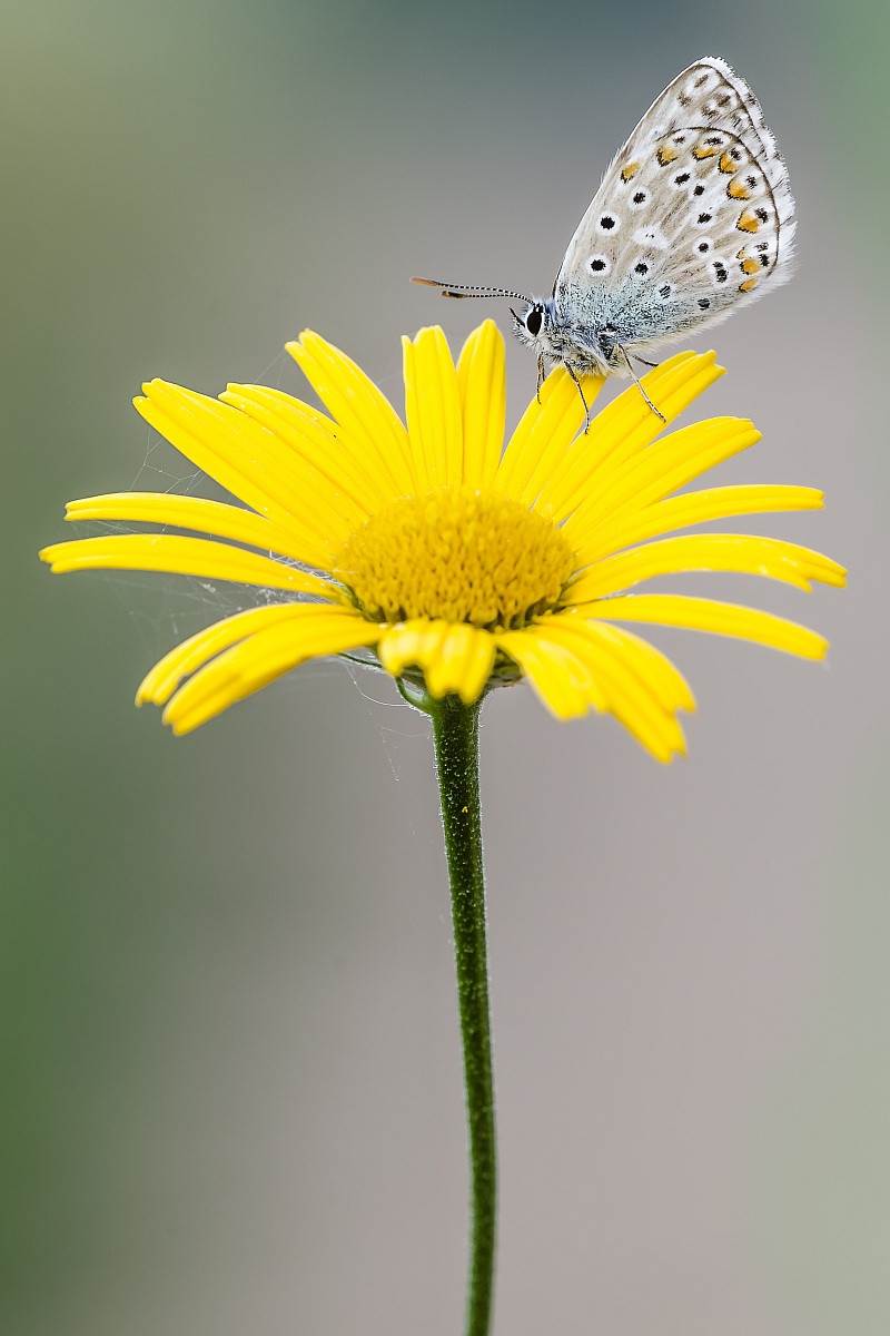 Polyommatus Icarus