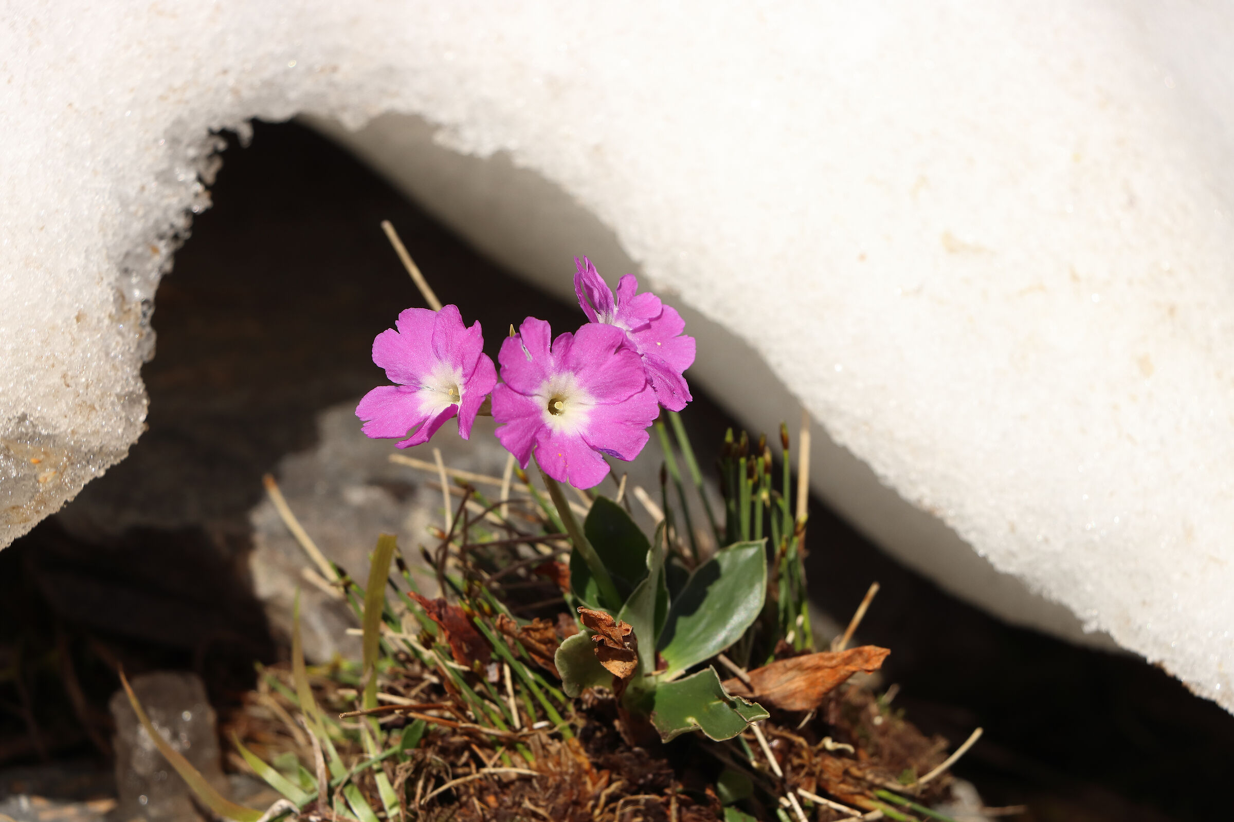 Lombard primrose (on snowfields)