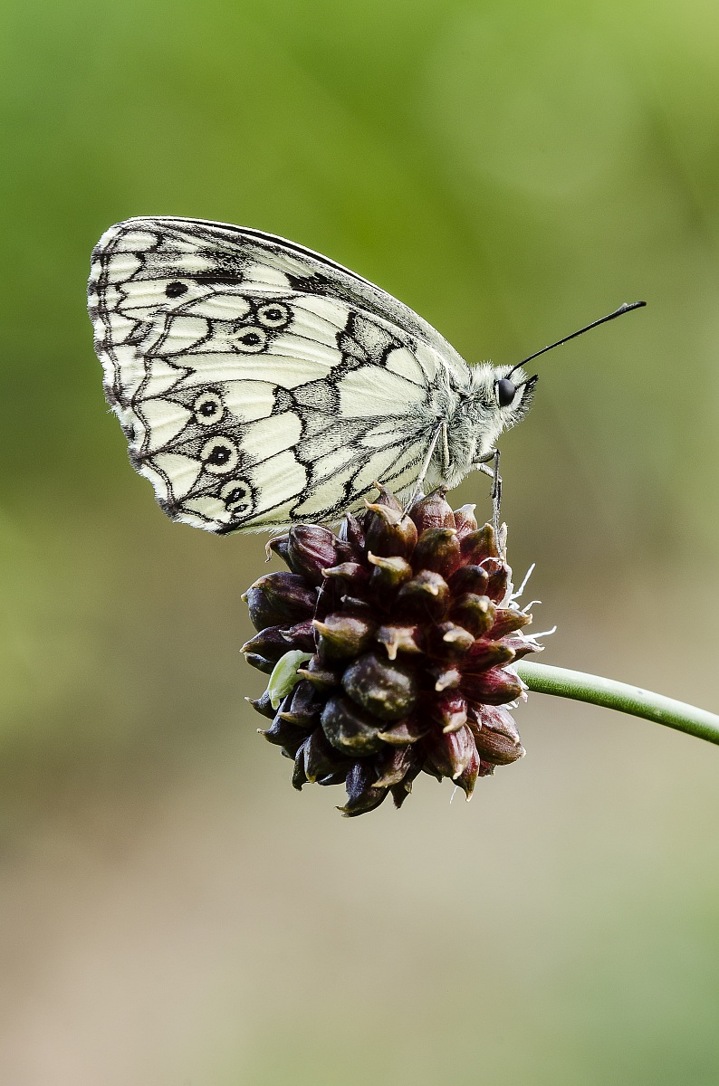Melanargia Galathea