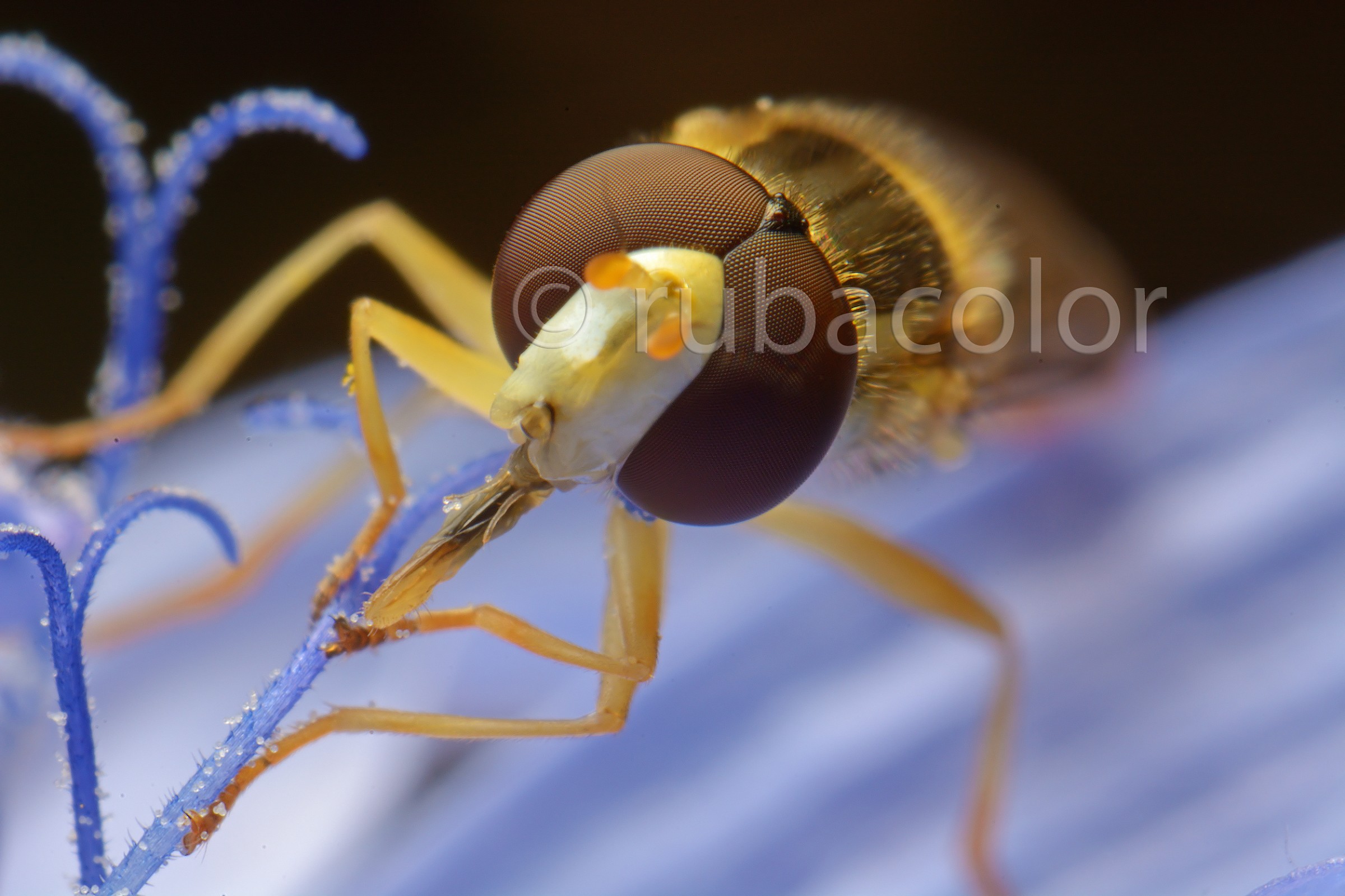 Per un pallino di polline