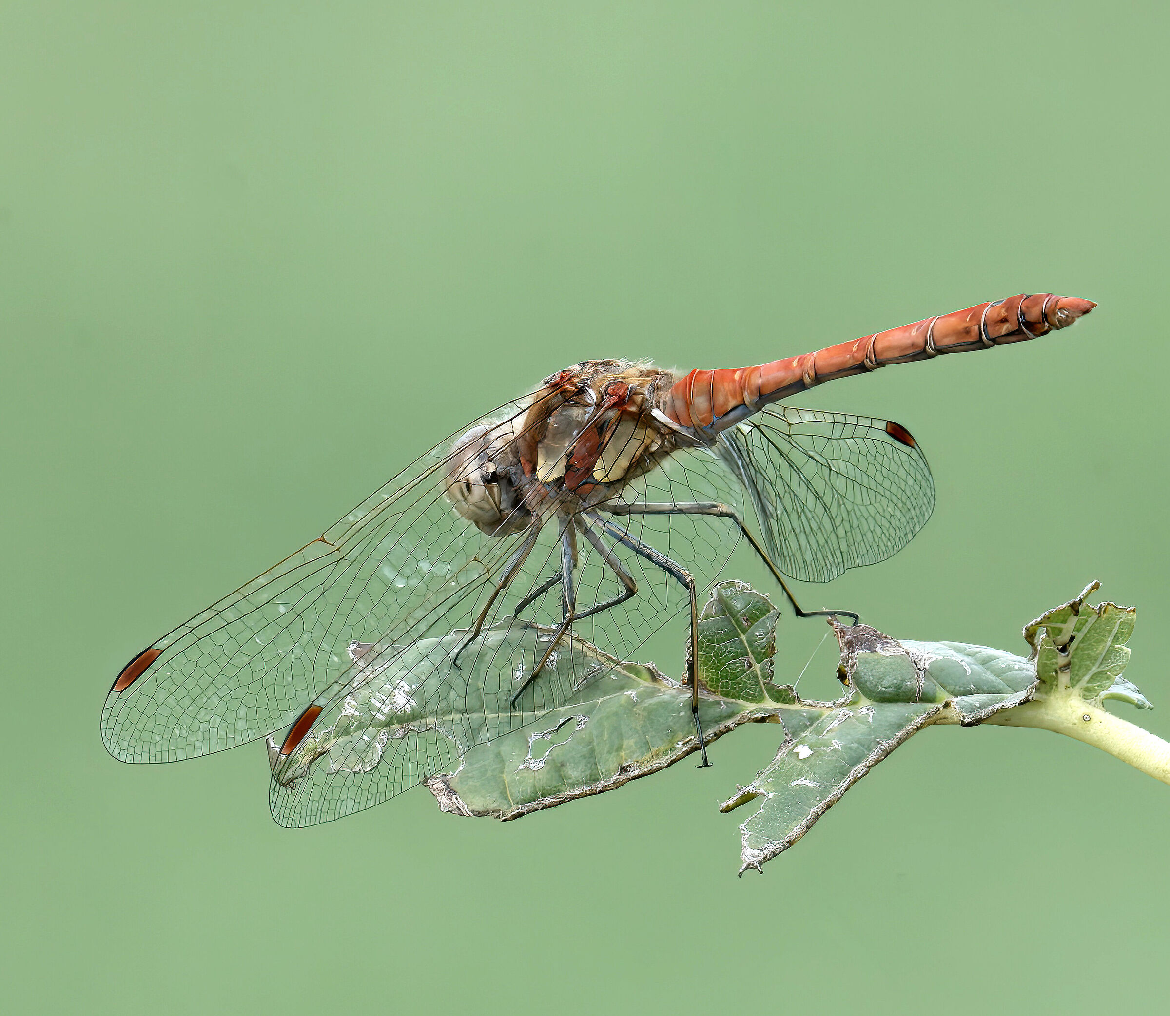 Sympetrum striolatum