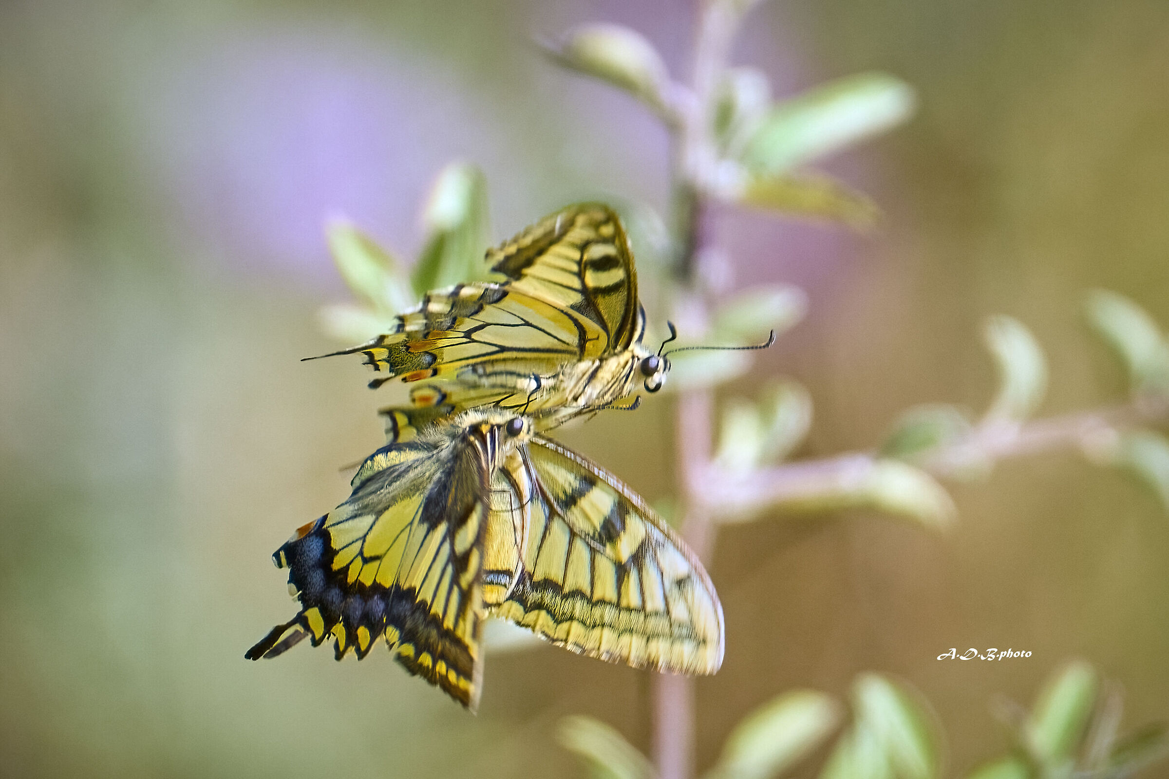 Papilio machaon