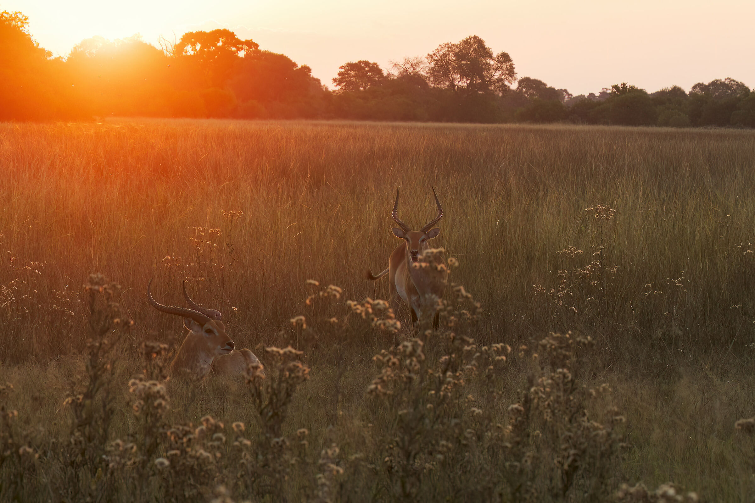 Sunset at Moremi Game Reserve. Botswana.