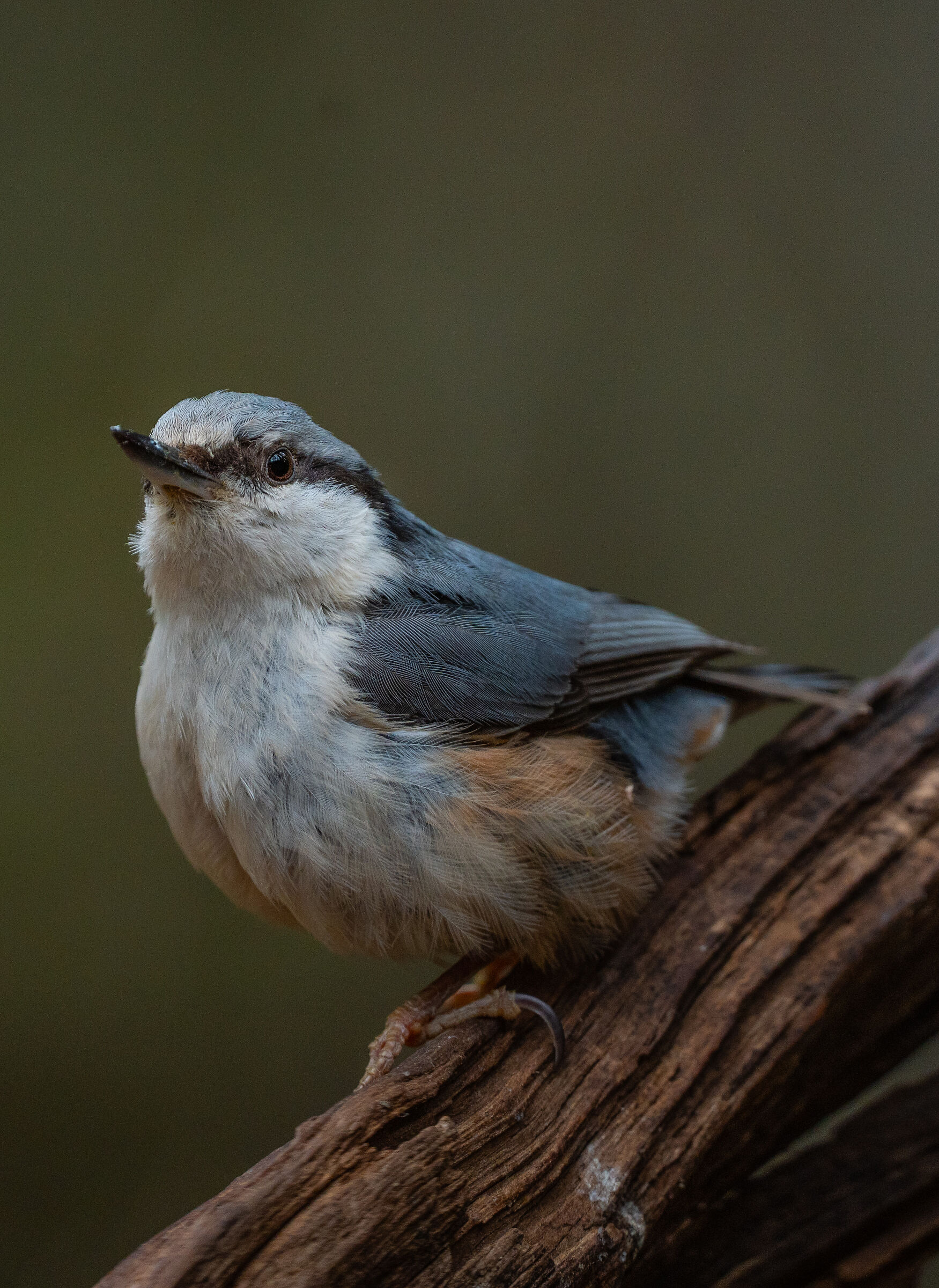 Wood nuthatch