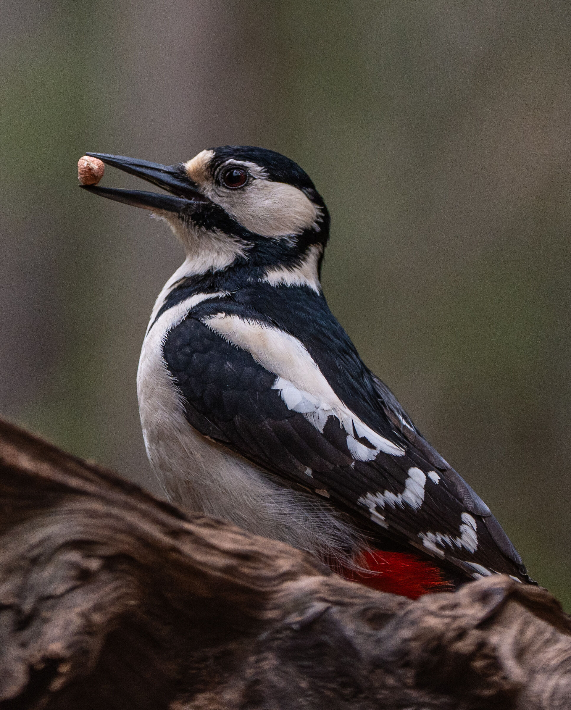 Spotted woodpecker