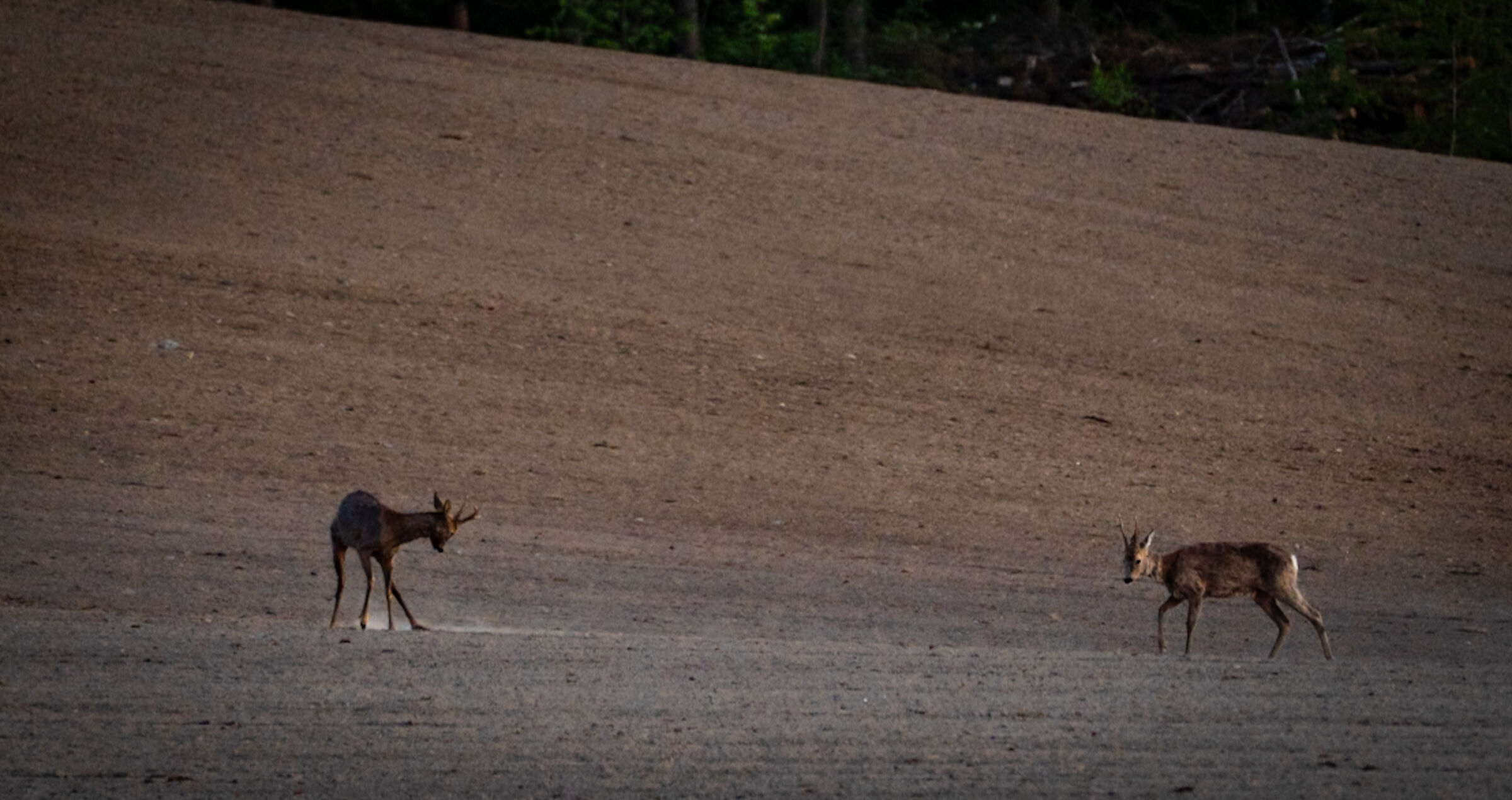Roe deer in Tiveden
