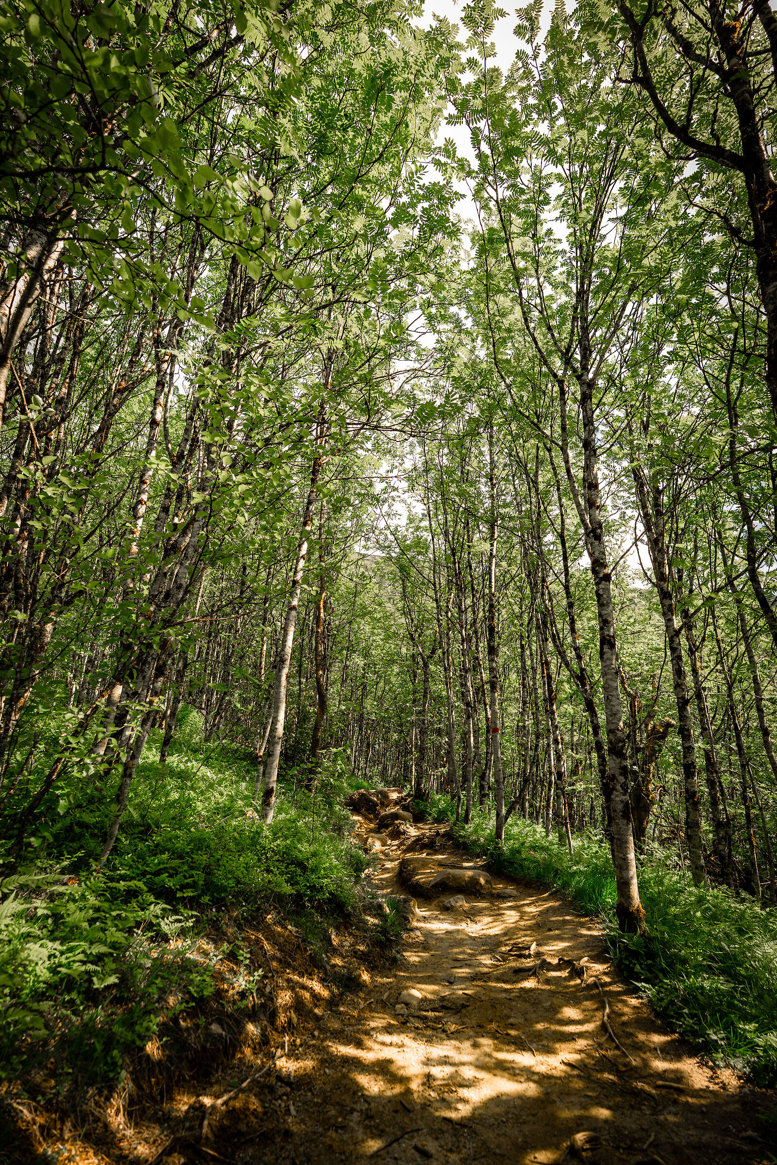 Norwegian woods