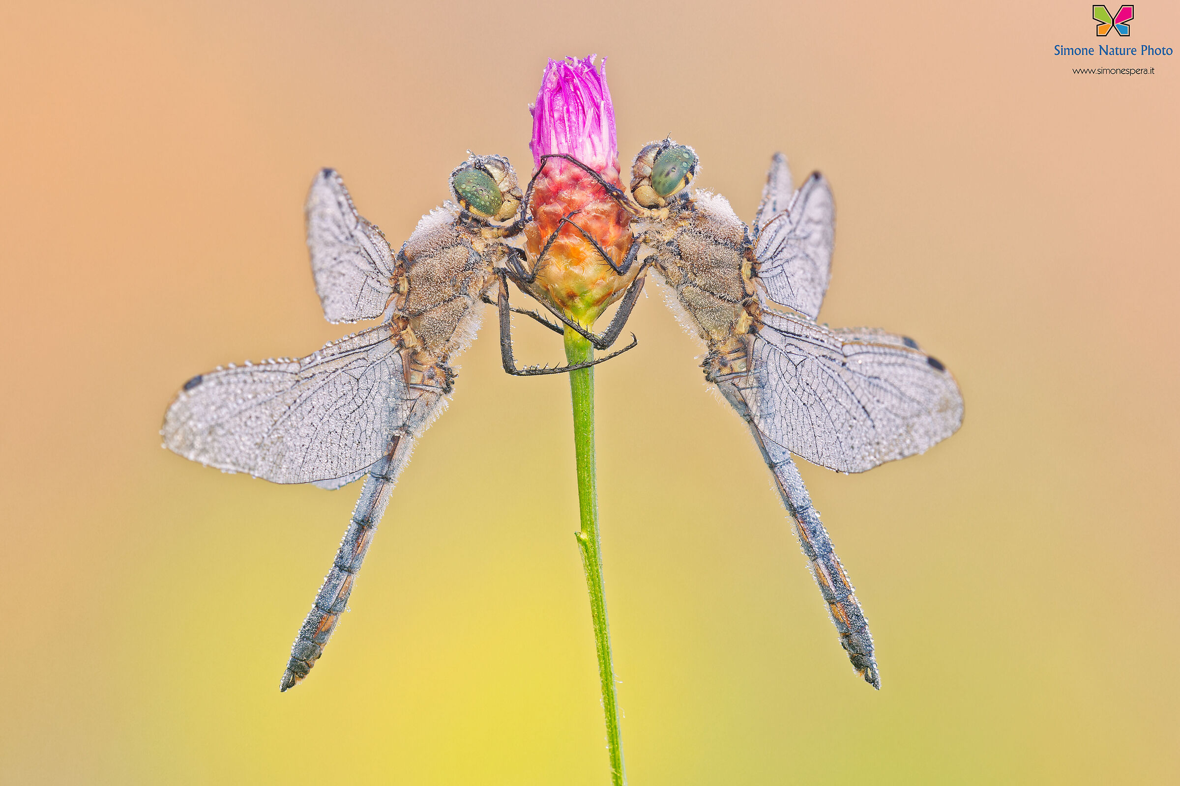 Orthetrum cancellatum ²