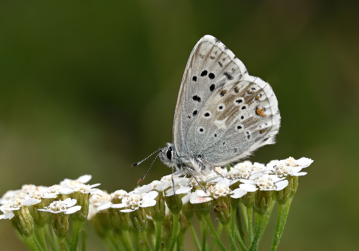 Polyommatus coridon