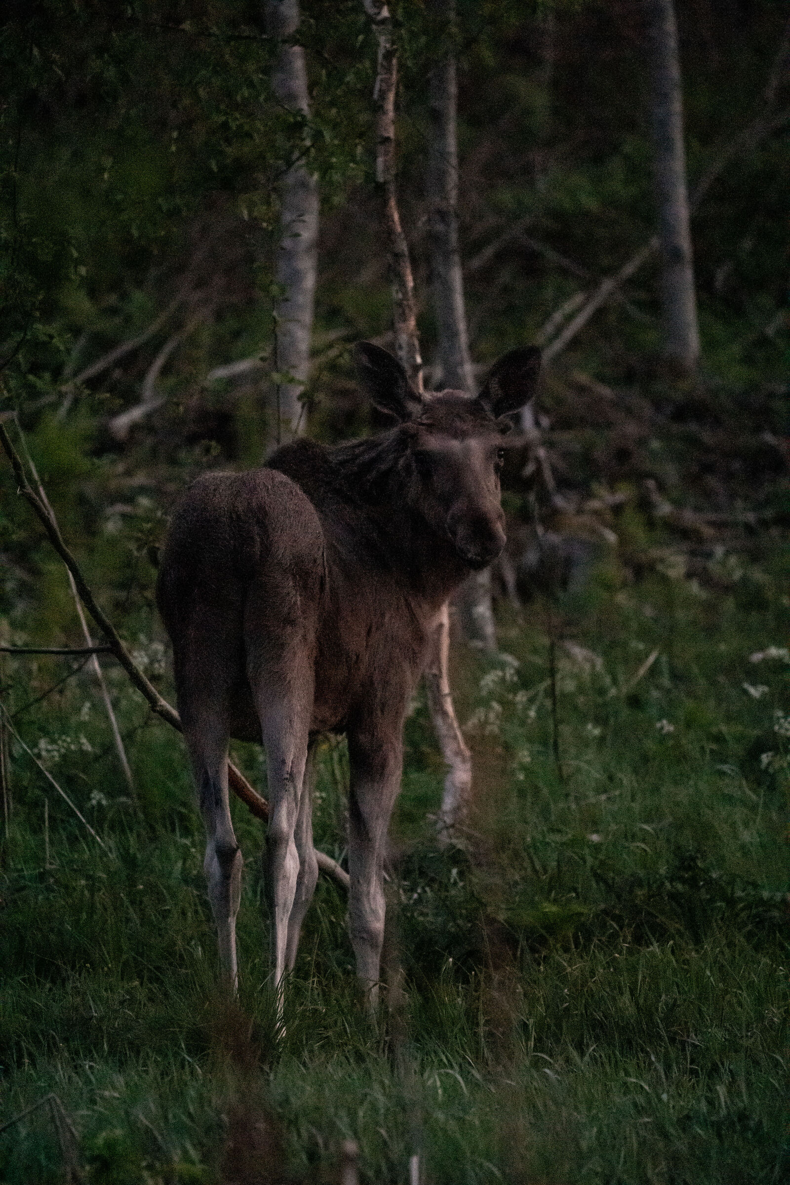Moose