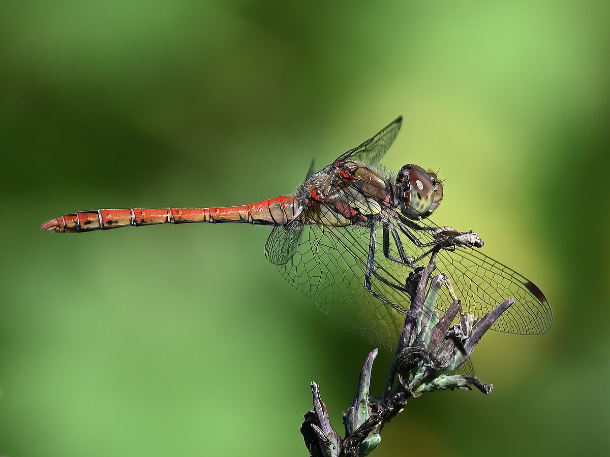 Sympetrum striolatum