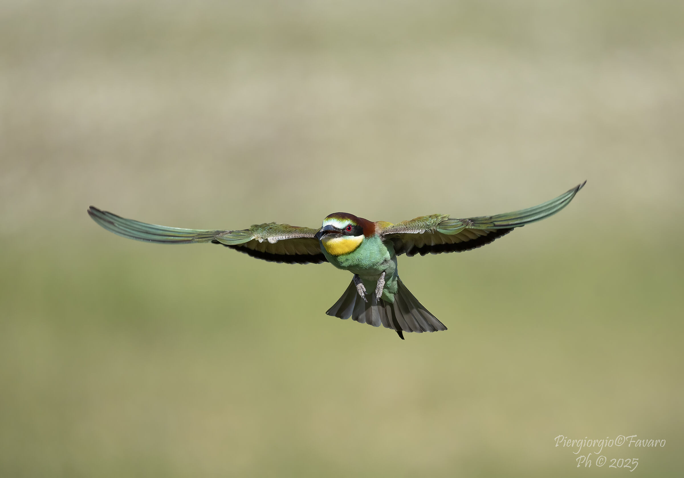 Bee-eater.