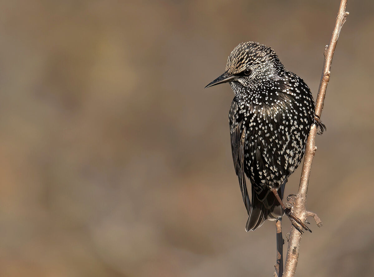 Sturnus vulgaris